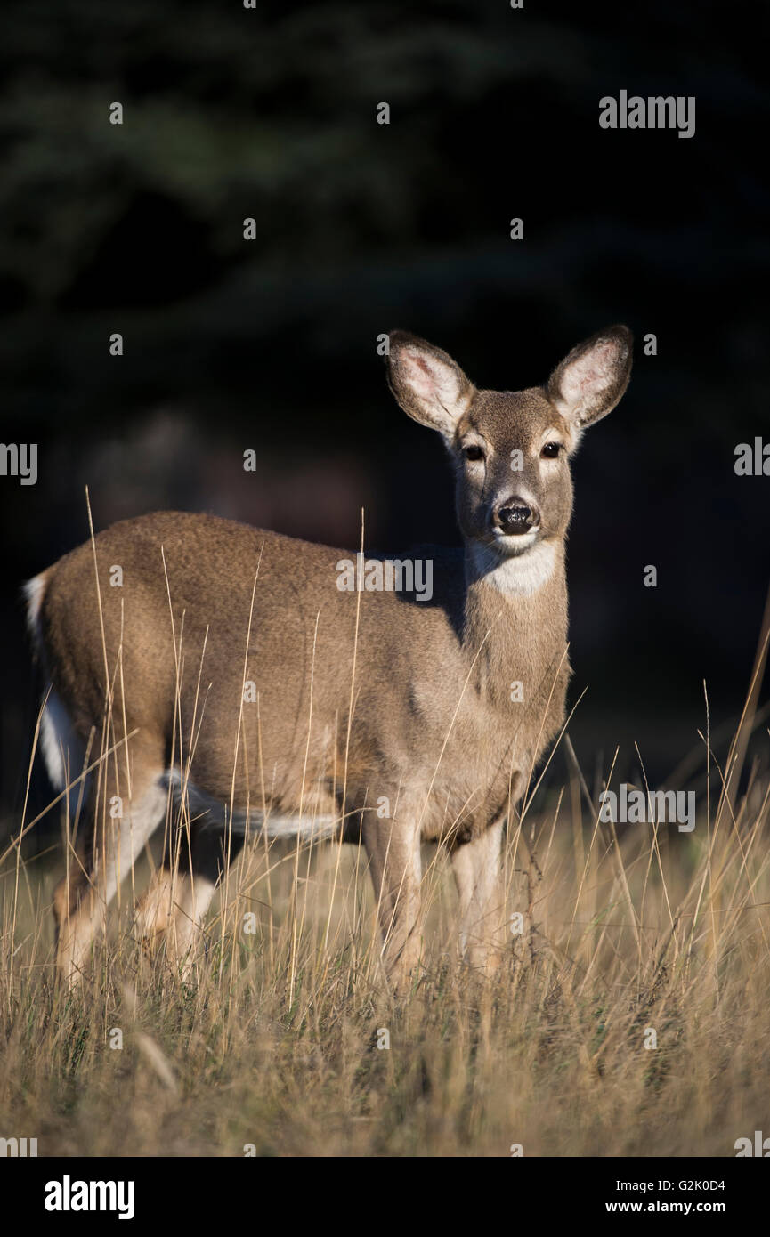 whitetail, deer, Odocoileus virginianus, doe, female, rocky mountains, Idaho, United States, Stock Photo