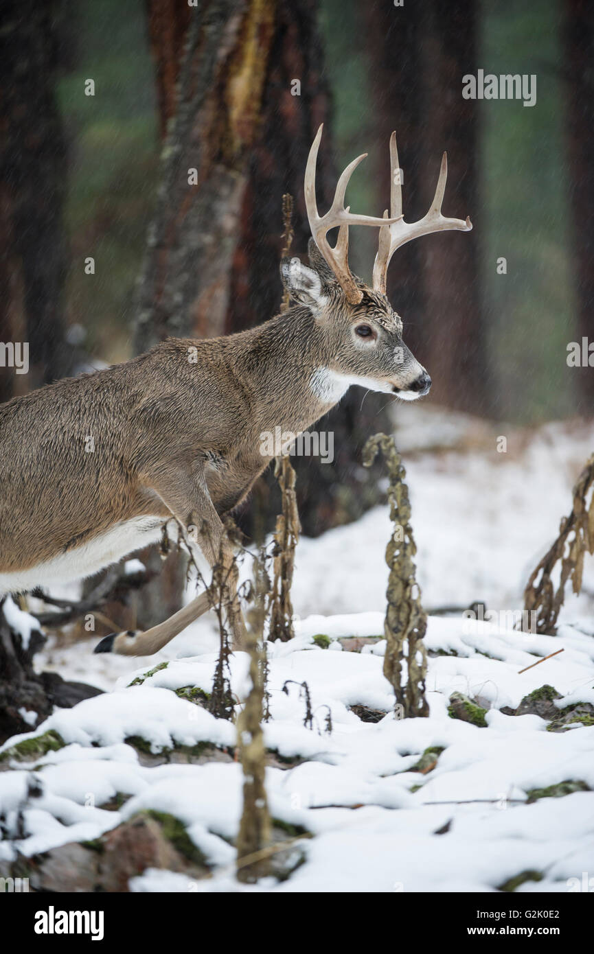 whitetail, deer, Odocoileus virginianus, buck, male, rocky mountains, Idaho, United States Stock Photo