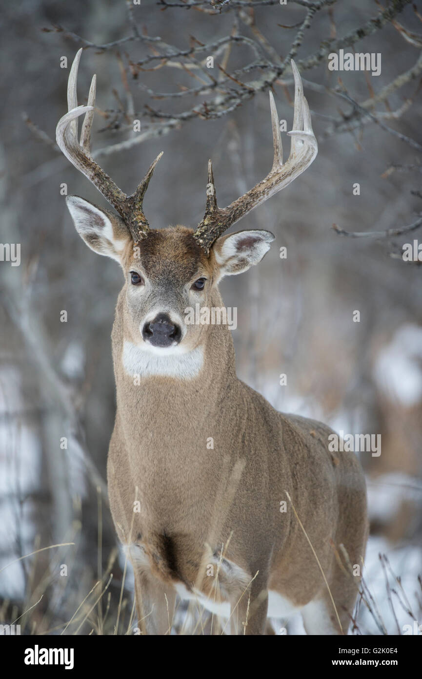 male deer