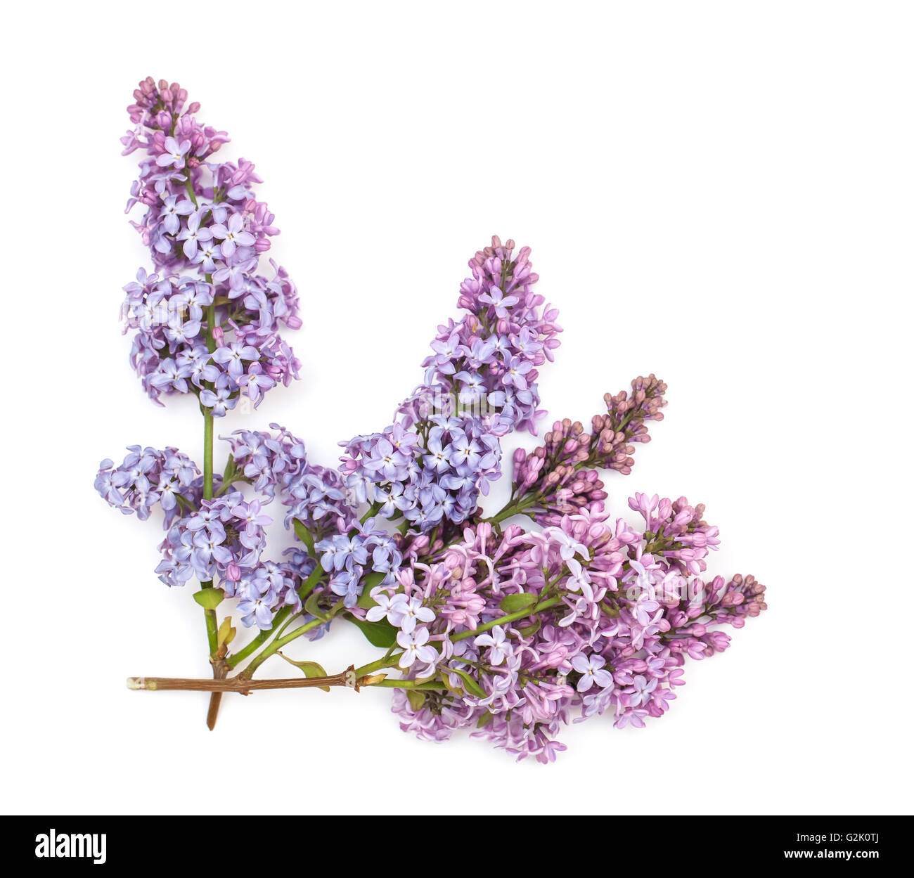 Blooming purple lilac branch, isolated on white background Stock Photo ...