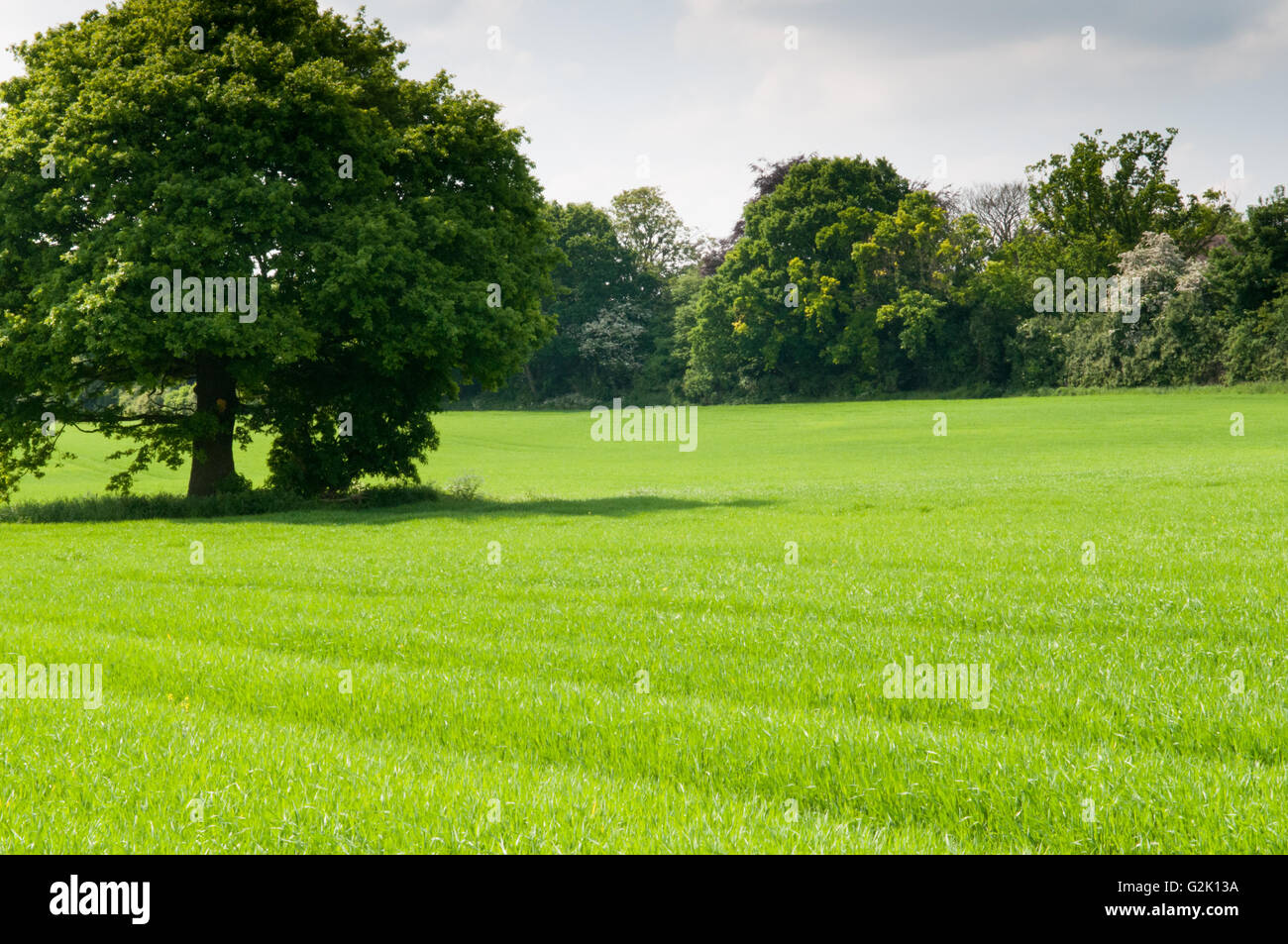 Meadow landscape of a single tree in a grassy field in summer Stock Photo