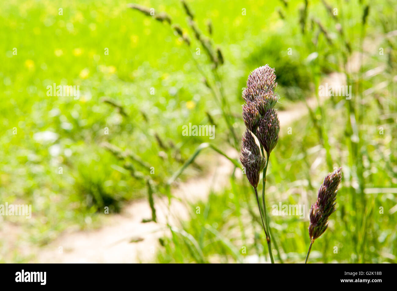 Long grass in the foreground of a summer meadow Stock Photo