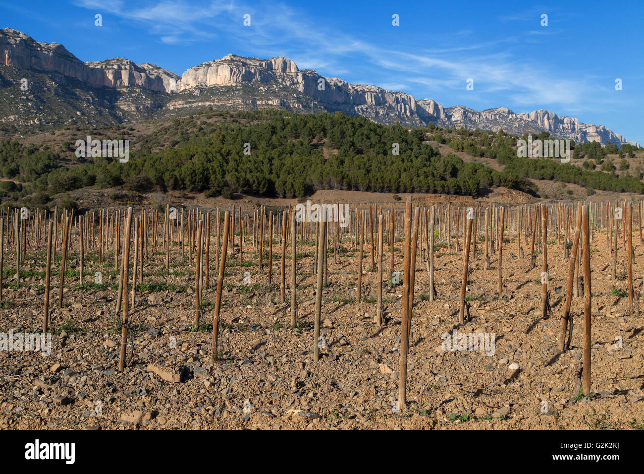 Vineyard Trellis on the foot of the Montsant, Priorat, Catalonia, Spain. Stock Photo