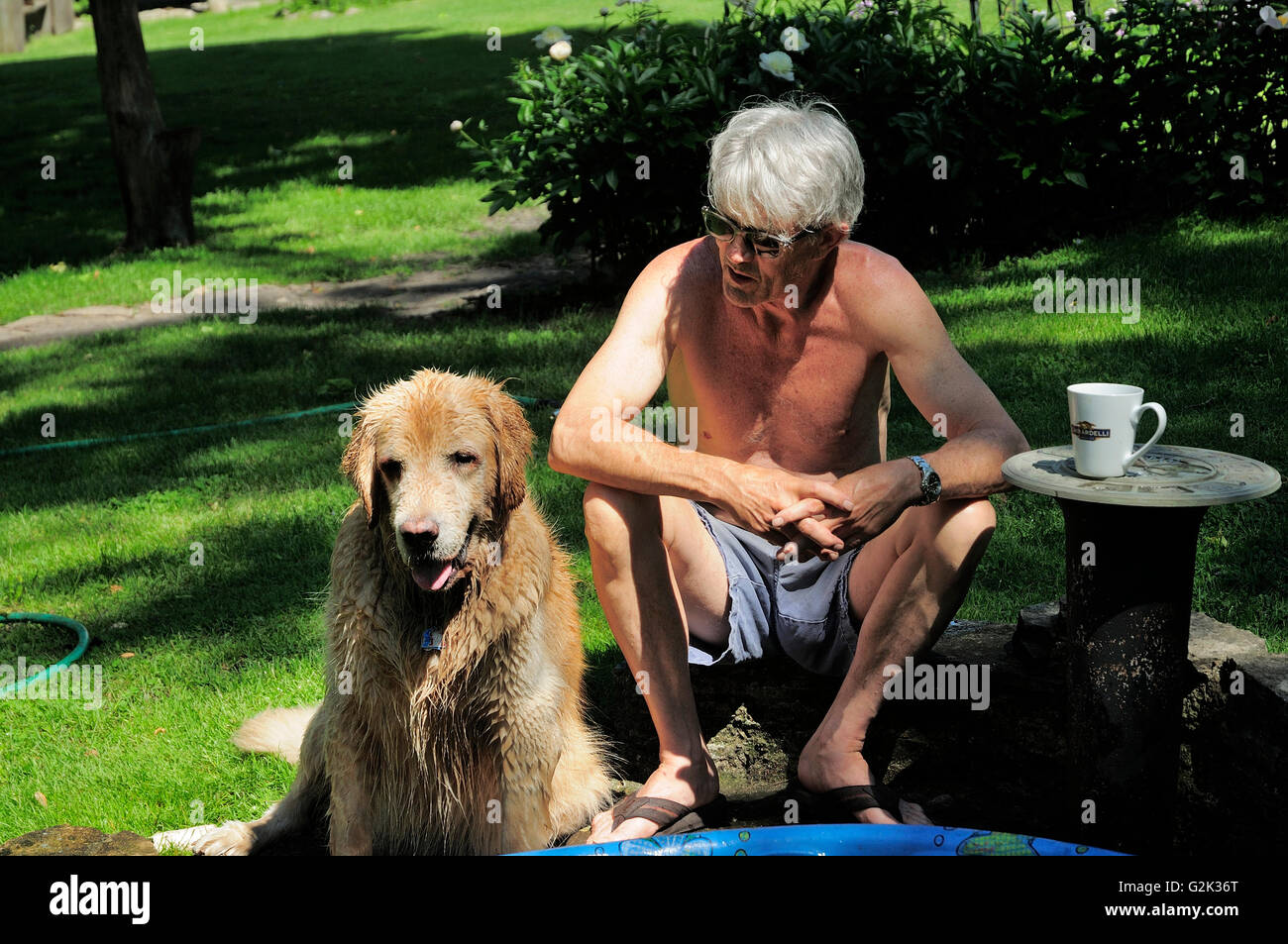 Senior male golden retriever hi-res stock photography and images - Alamy