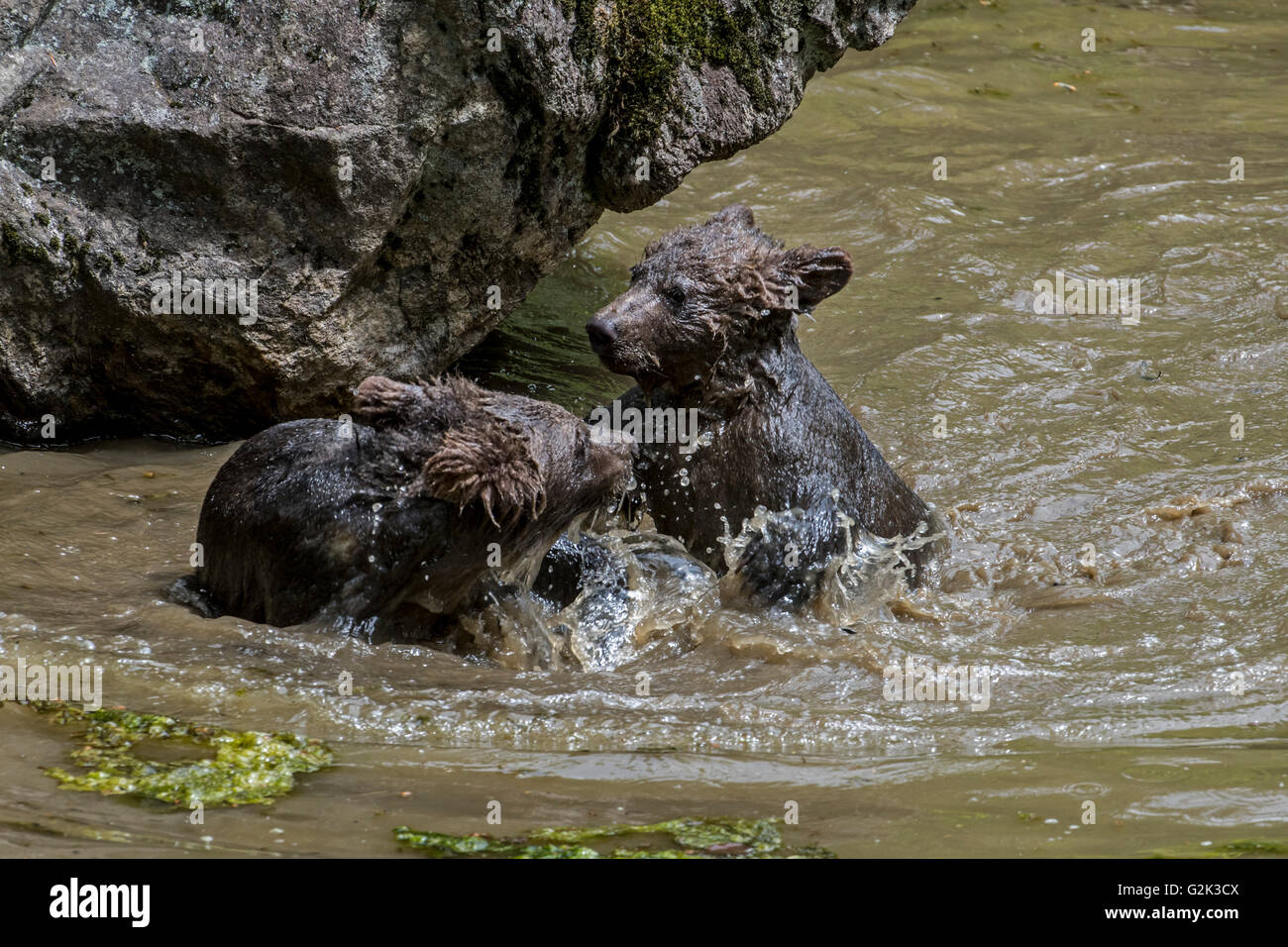 Two playful brown bear (Ursus arctos) cubs having fun by playfighting in water of pond in spring Stock Photo