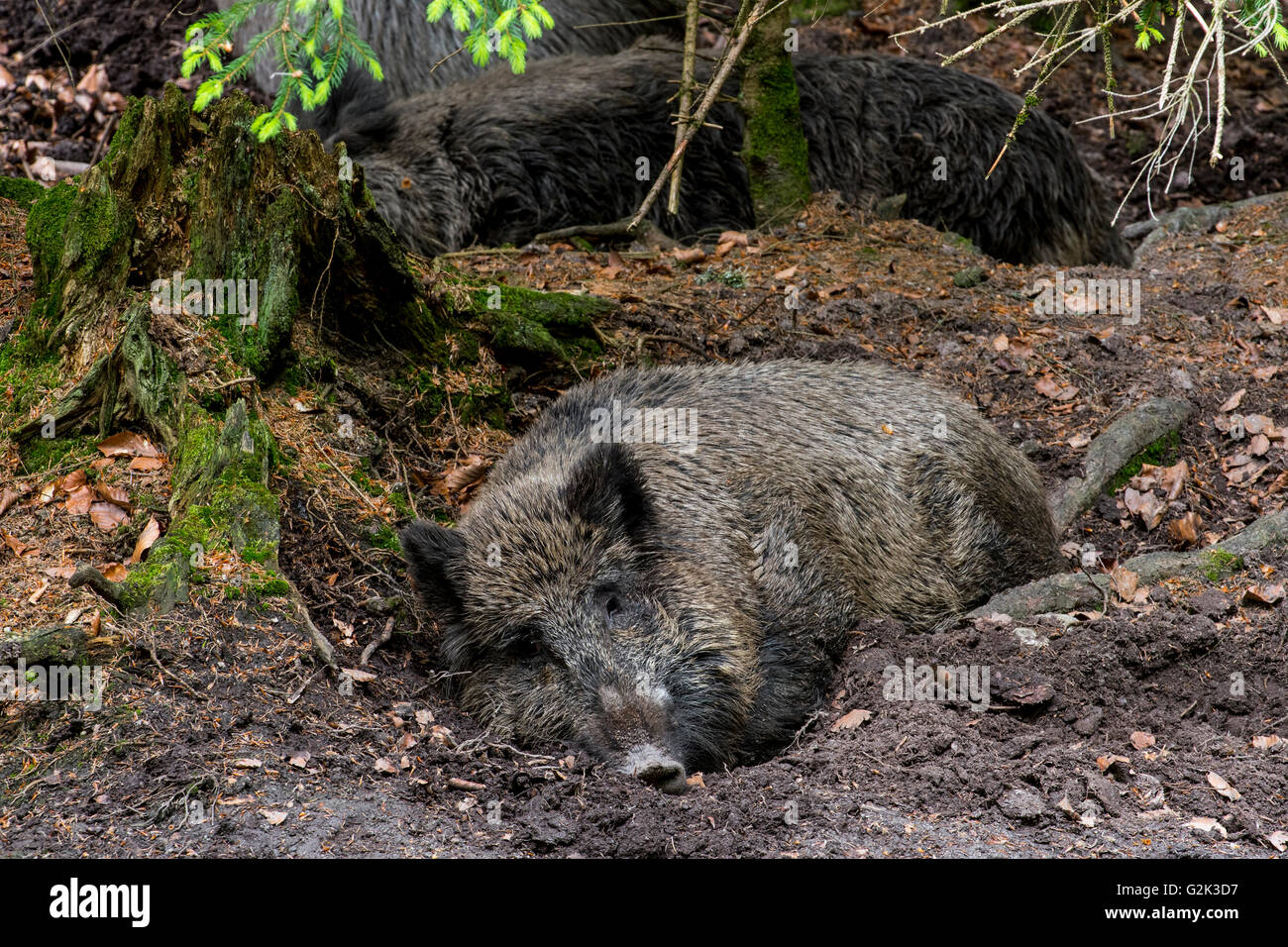 Male wild boar (Sus scrofa) sleeping in the mud in forest Stock Photo