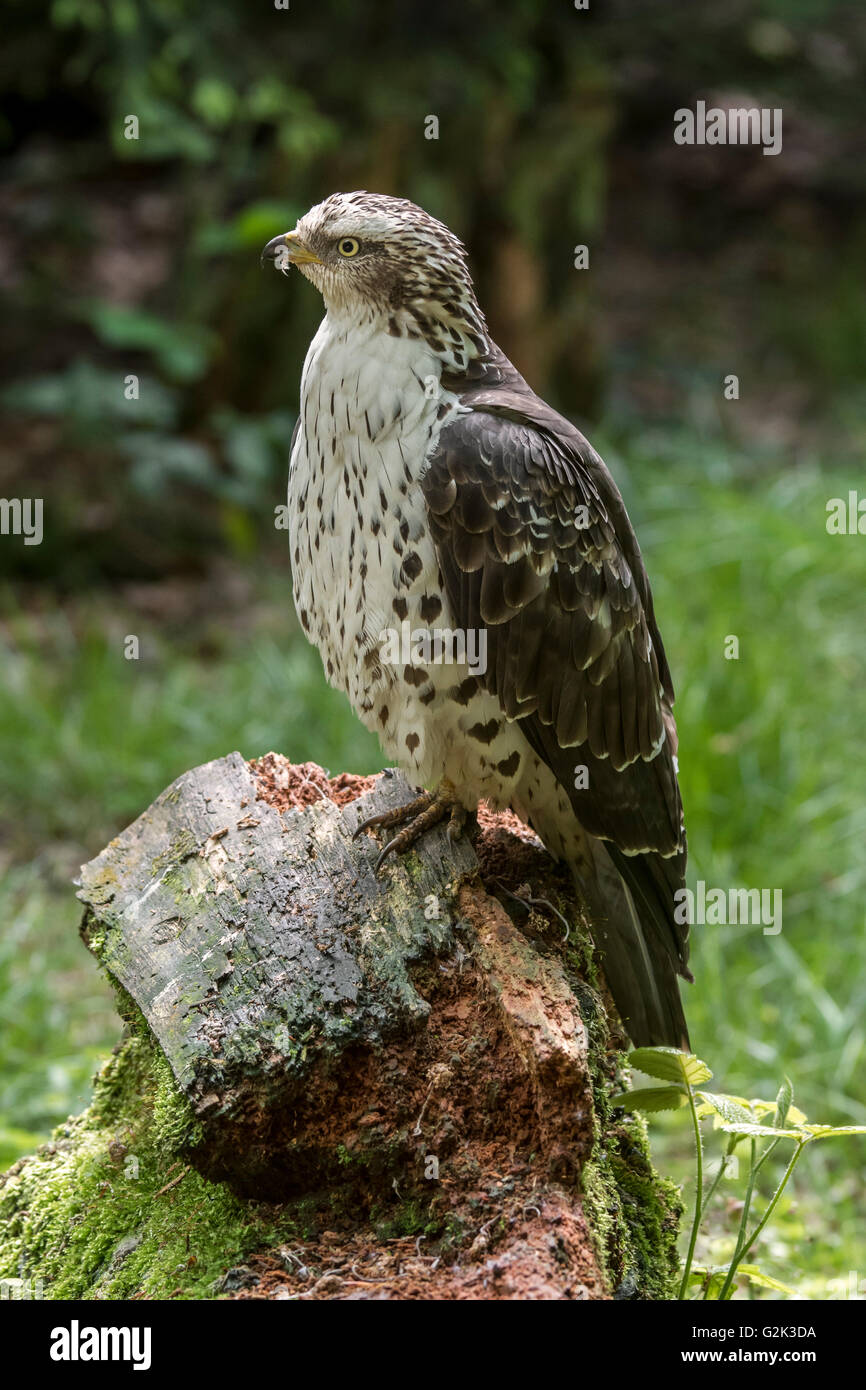 European honey buzzard (Pernis apivorus) perched on tree stump Stock Photo