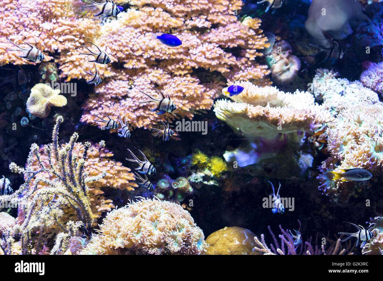Several fishes swimming between sea grass and corals Stock Photo
