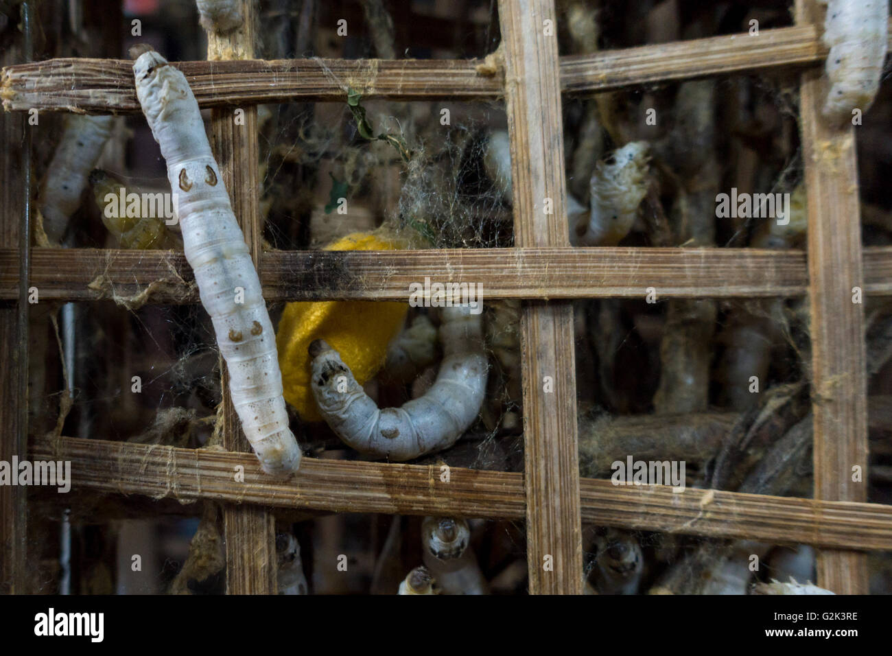 Silkworms (bombyx mori) making cocoons in the process of silk making, Hoi An, Vietnam Stock Photo