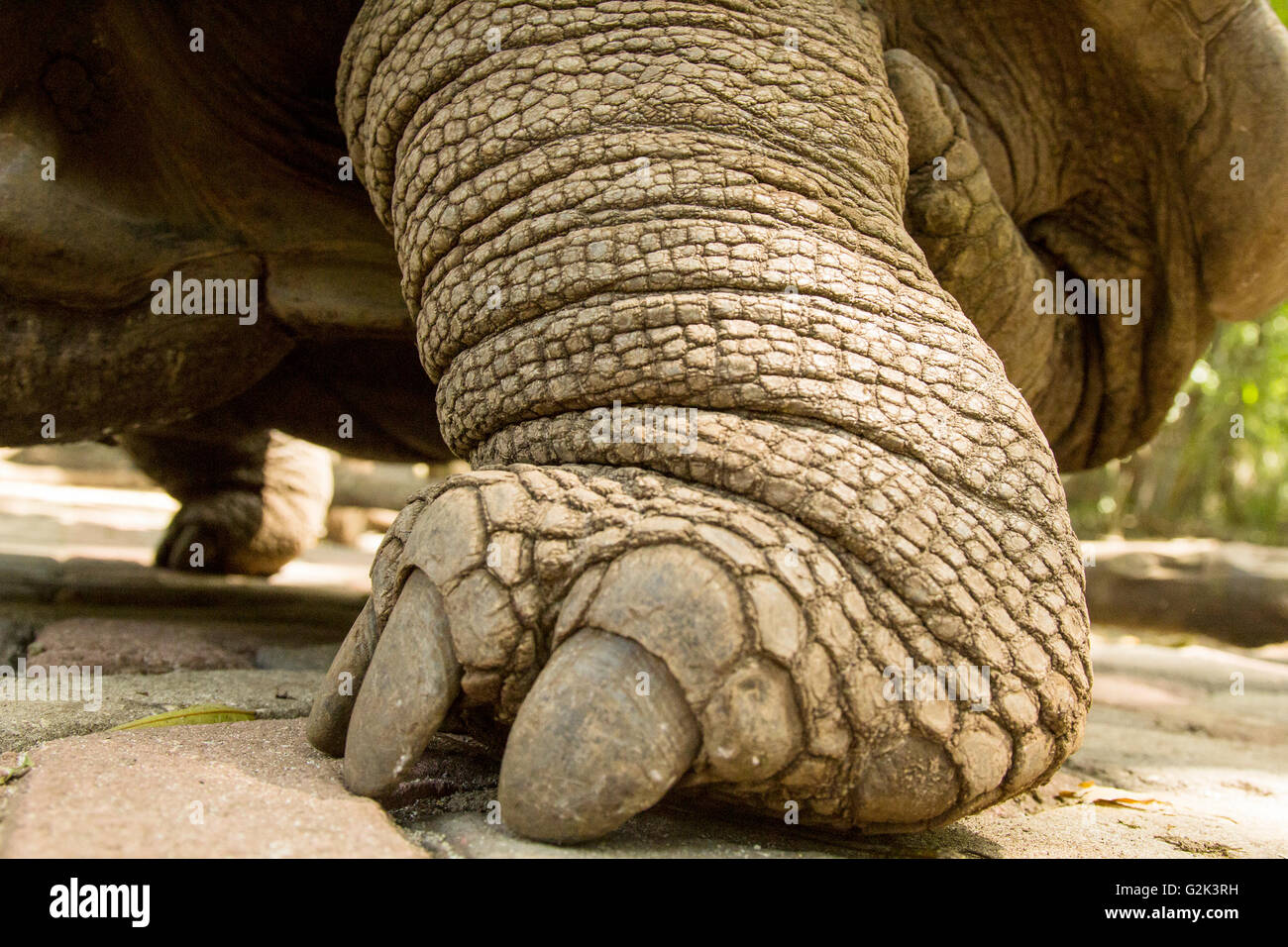 Closeup of the foot of a Aldabra giant tortoise, Aldabrachelys gigantea Stock Photo