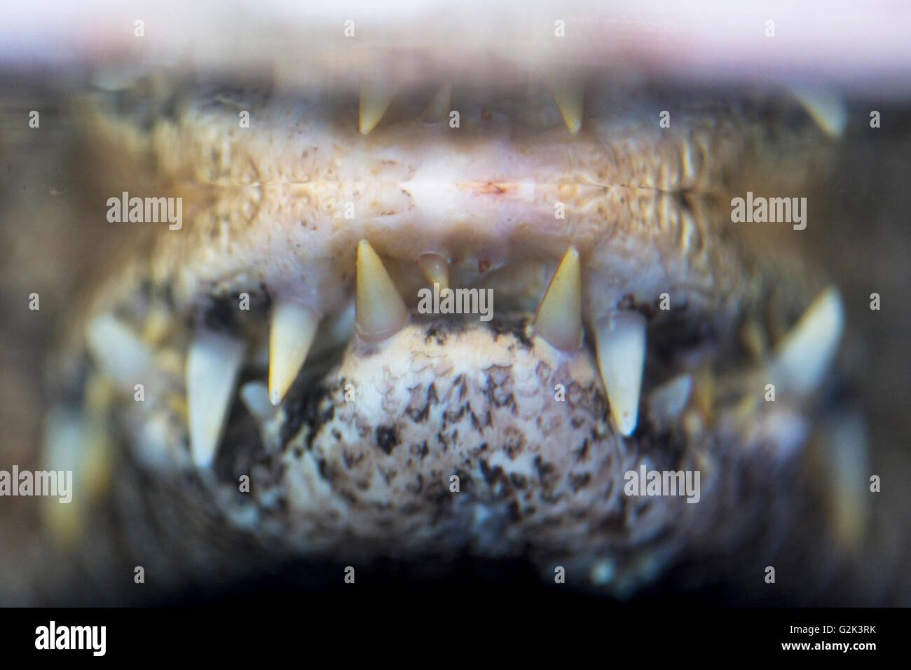 Closeup view of teeth of a threatening spectacled caiman, Caiman crocodilus Stock Photo
