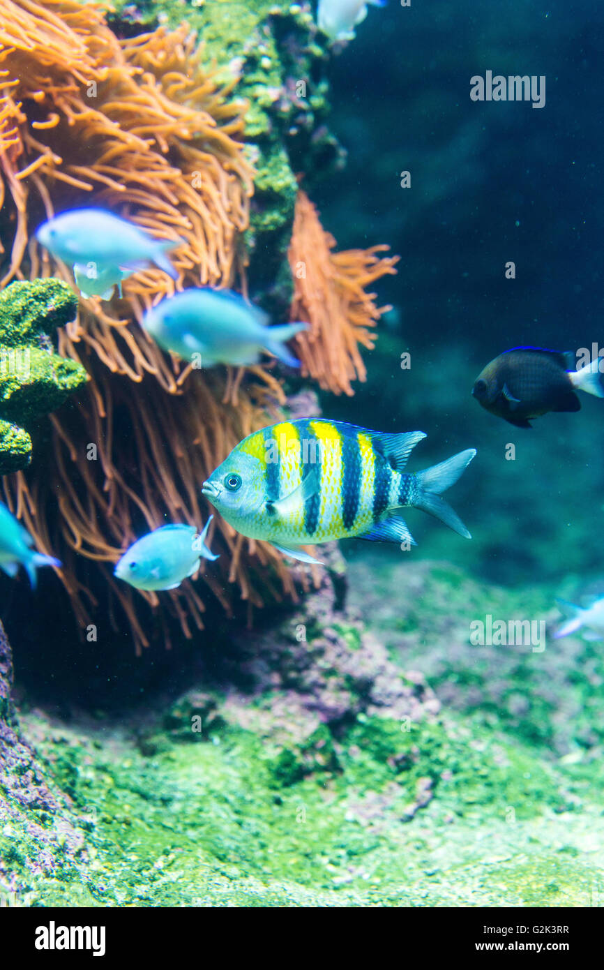 Bright various fish in close-up against sea grass and corals Stock Photo