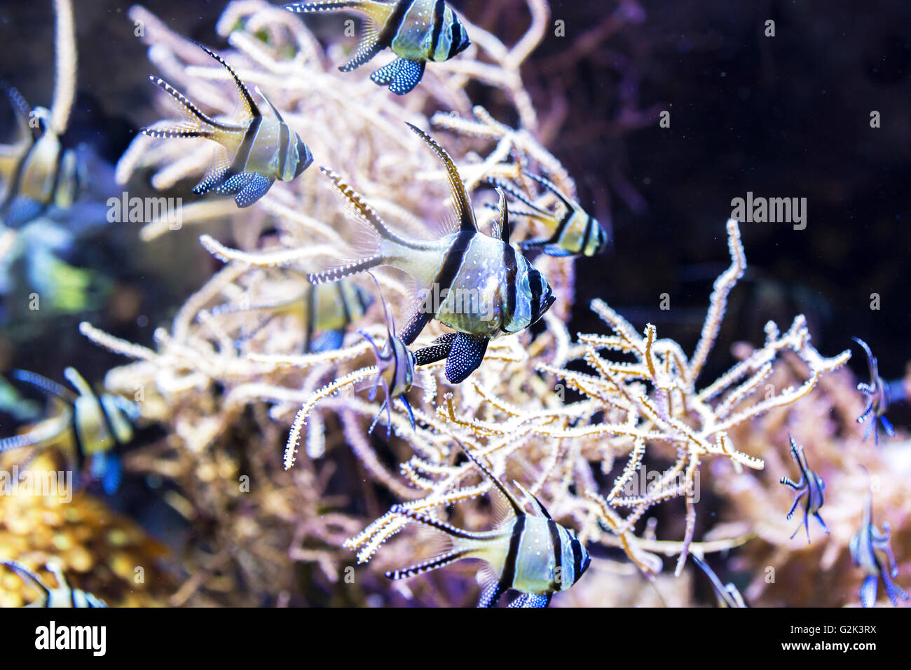 Tropical black and white fish swimming between the corals Stock Photo