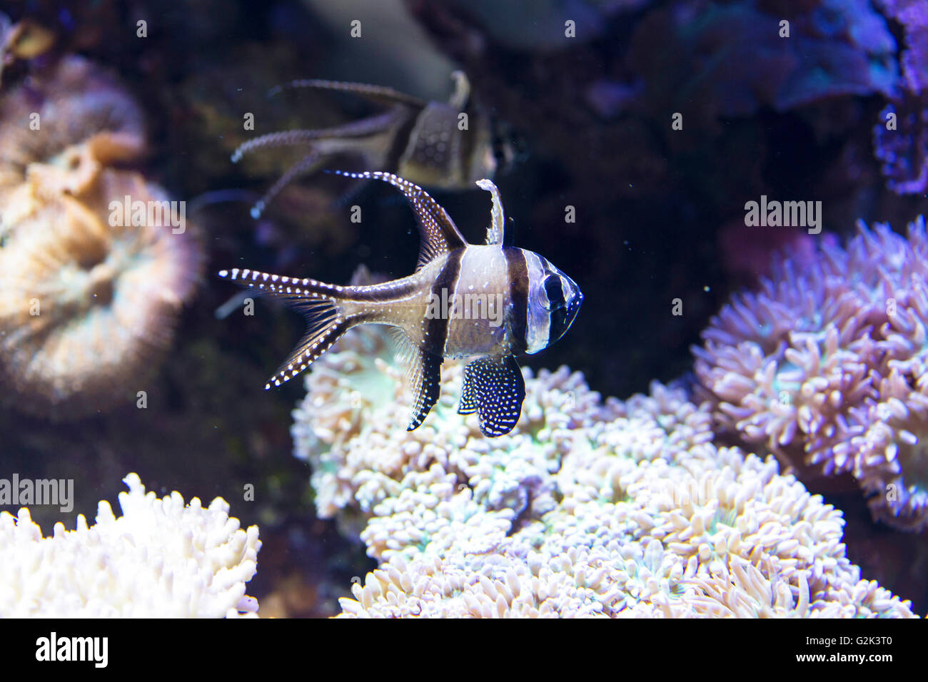 Closeup of a tropical black and white fish swimming along the reef Stock Photo