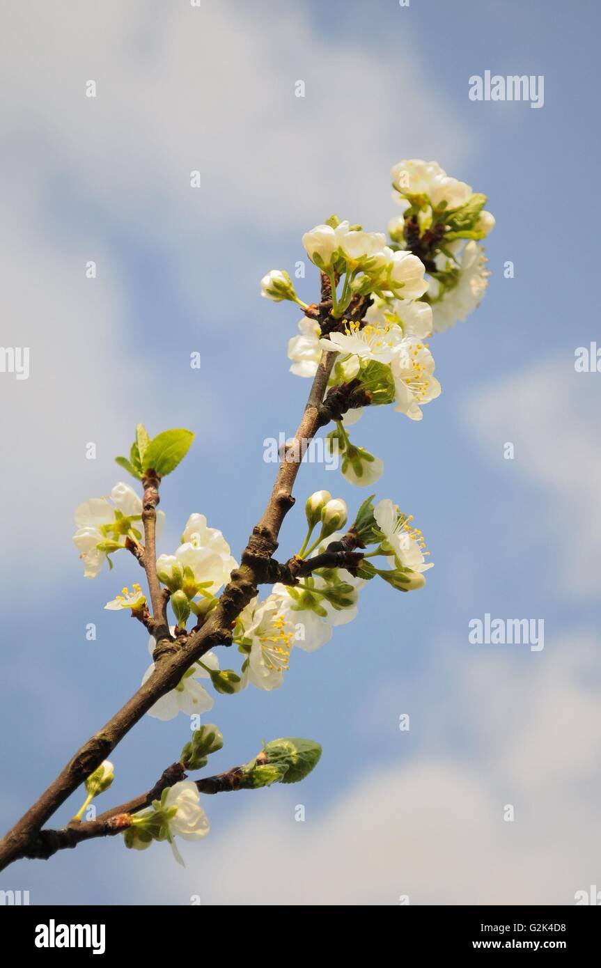 Branch of white cherry flowers against a blue sky background Stock ...