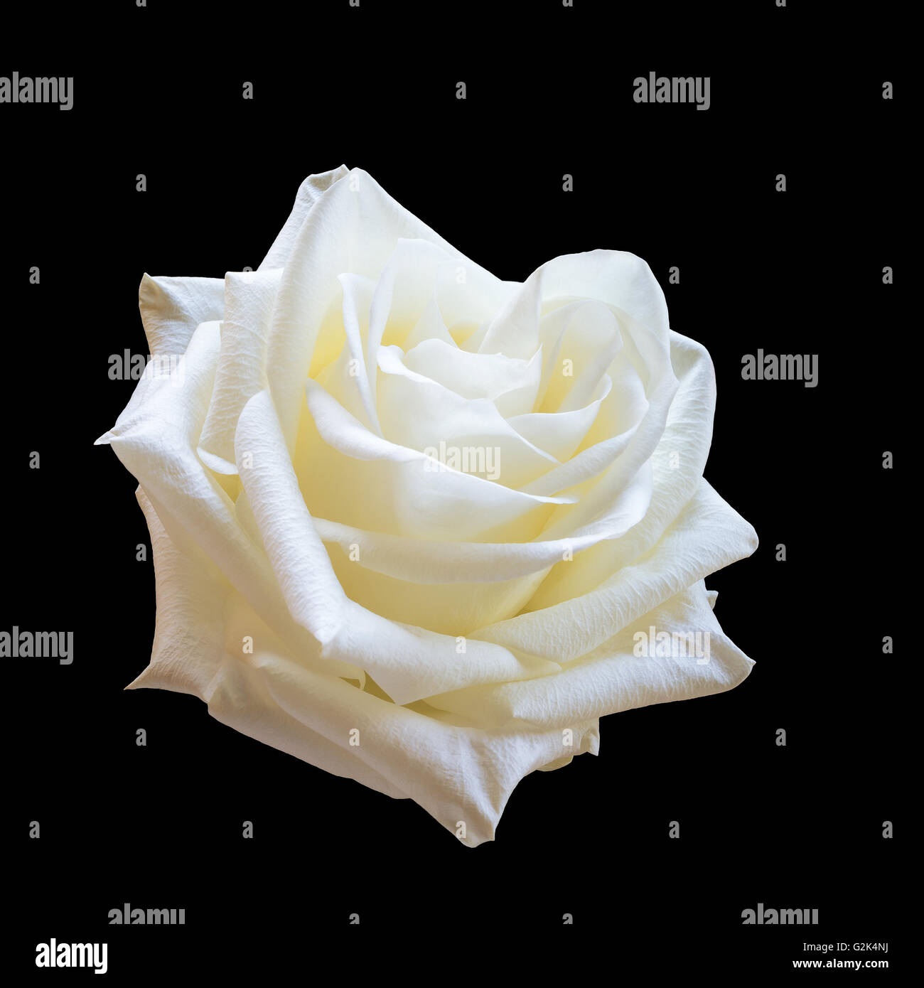 White rose isolated on a black background Stock Photo Alamy