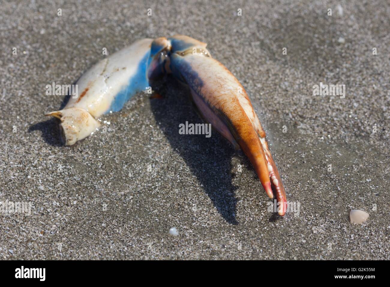 Callinectes sapidus, or Atlantic Blue Crab, or Chesapeake blue crab claw Stock Photo