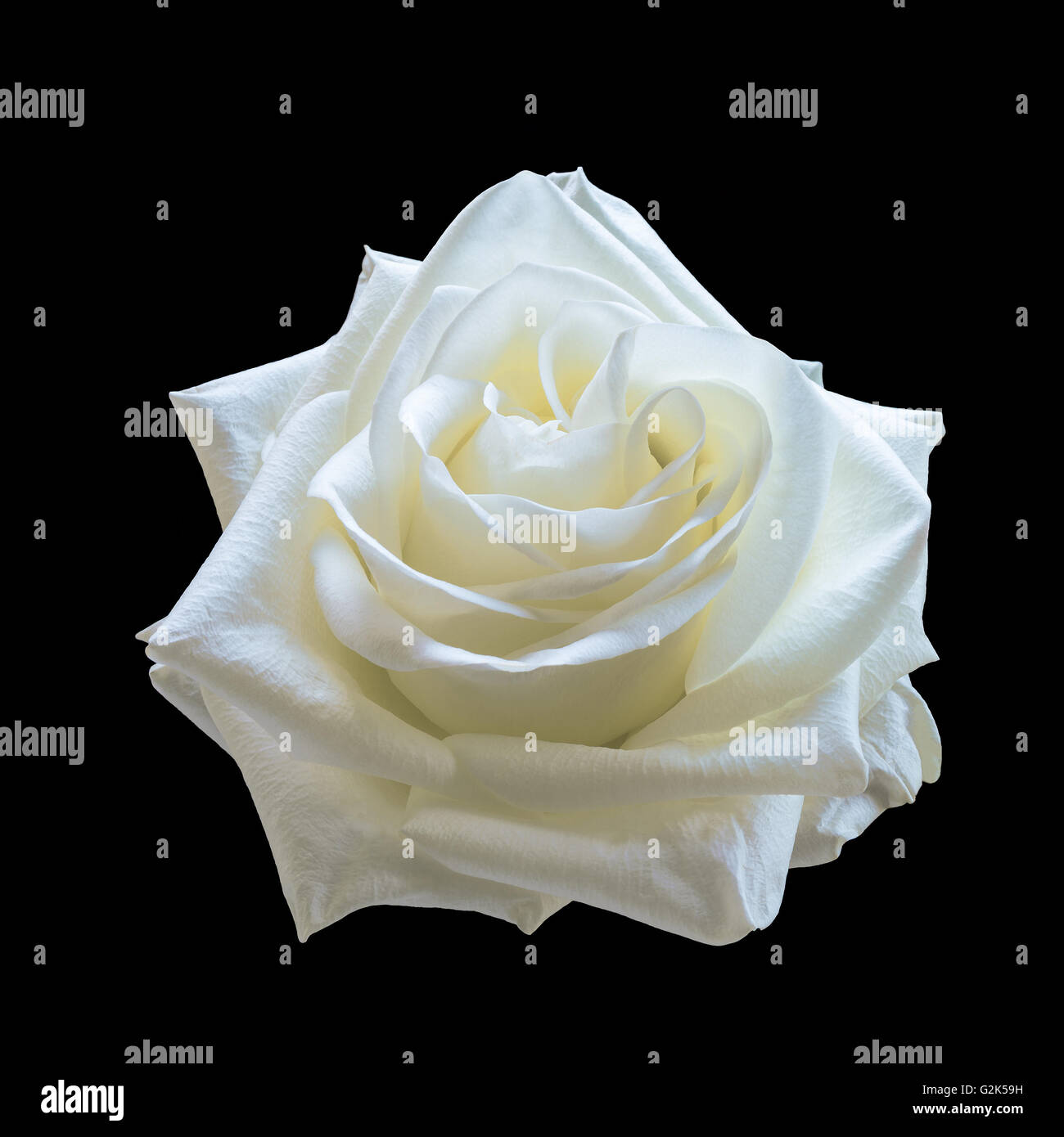 White rose isolated hi-res stock photography and images - Alamy