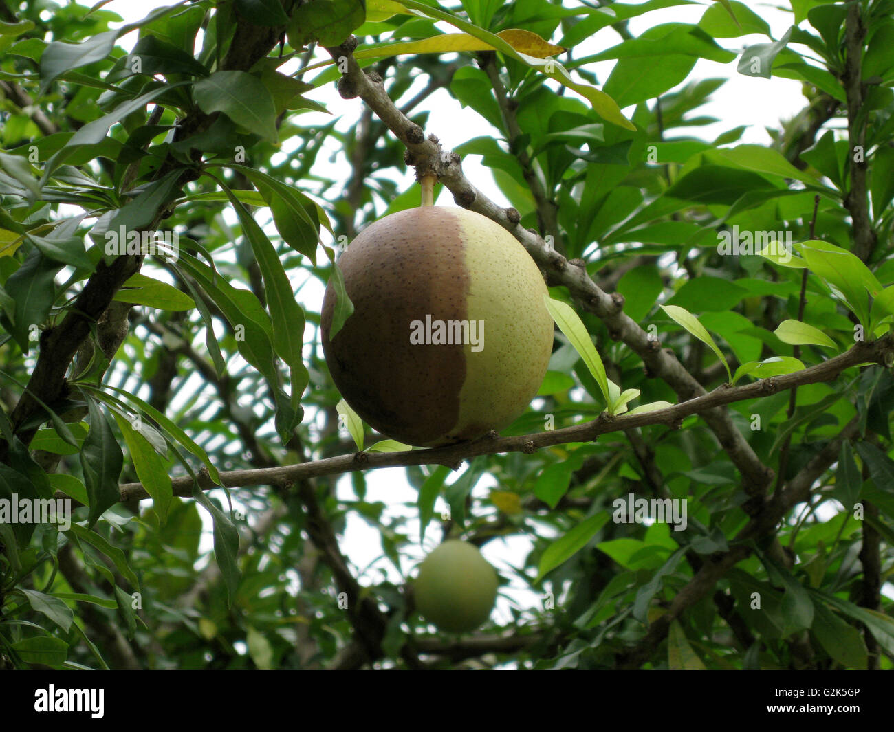 Jamaica, Jamaican Experience, caribbean ,West Indies Stock Photo Alamy
