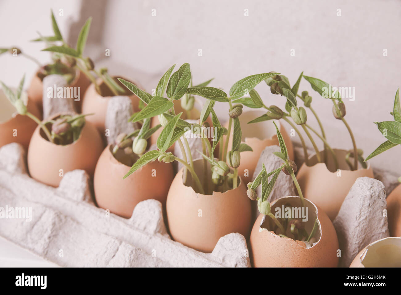 young plants in eggshells,soft selective focus, eco concept Stock Photo