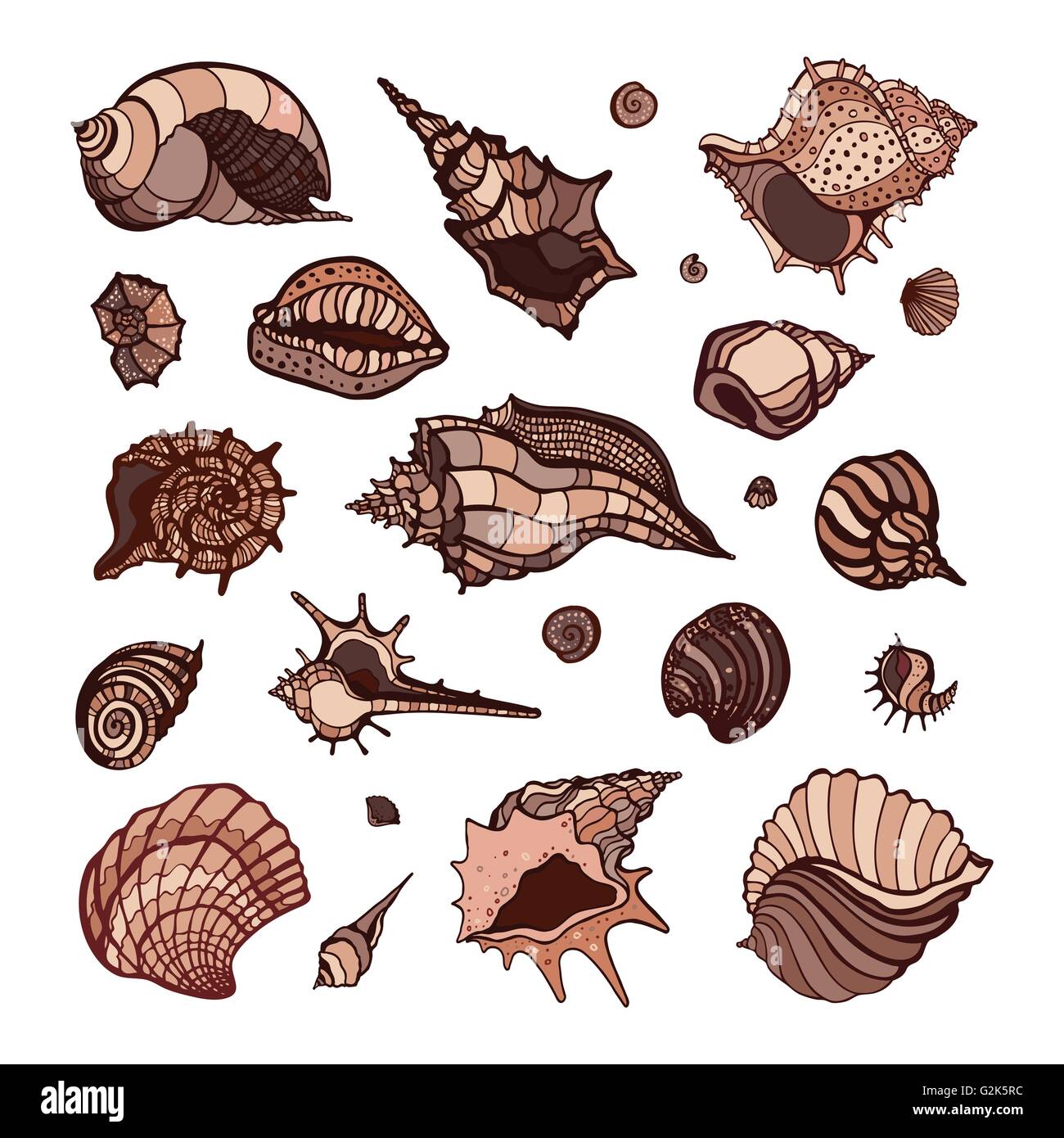 Collection of seashells Stock Vector Image & Art - Alamy