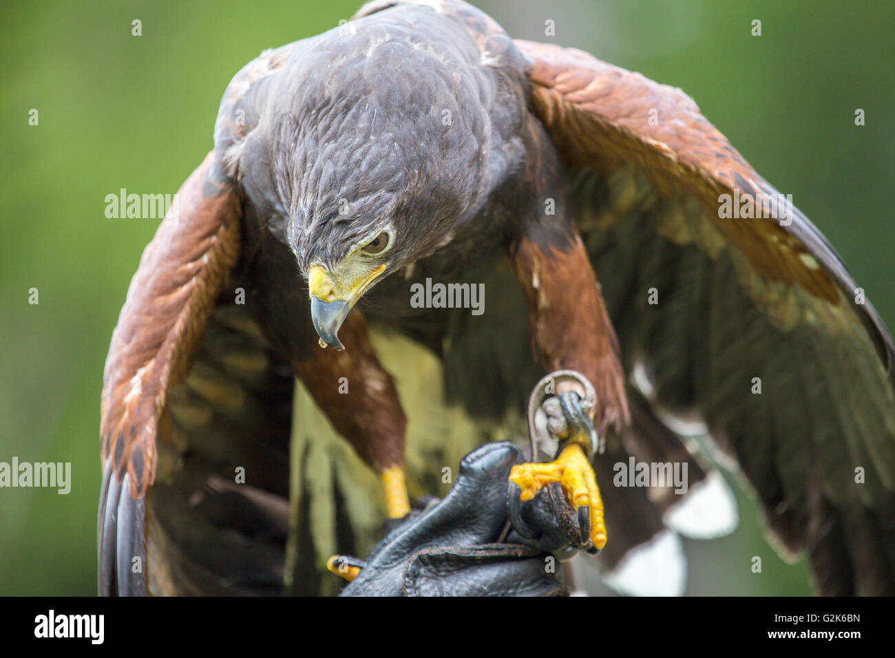 Closeup of a Harris's hawk, Parabuteo unicinctus, perched on the gloved arm of a falconer Stock Photo