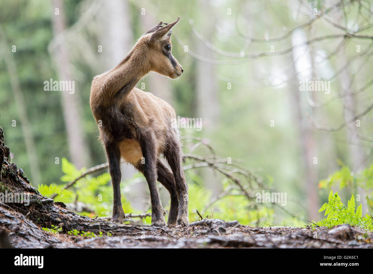 A chamois, Rupicapra spp, standing in a wood looking around Stock Photo