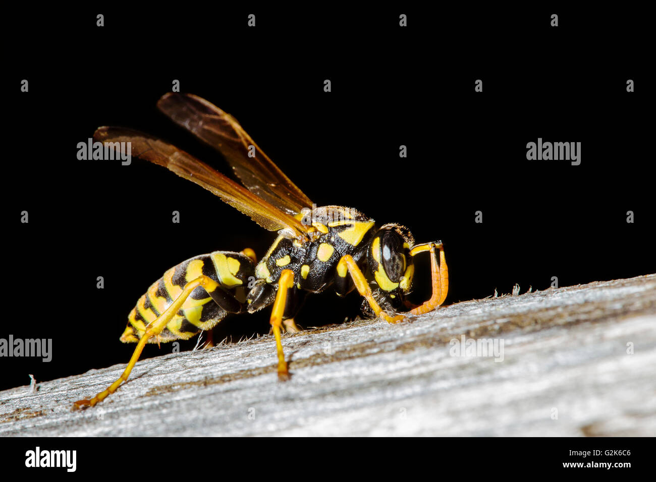 Macro shot of a wasp resting on wooden surface Stock Photo