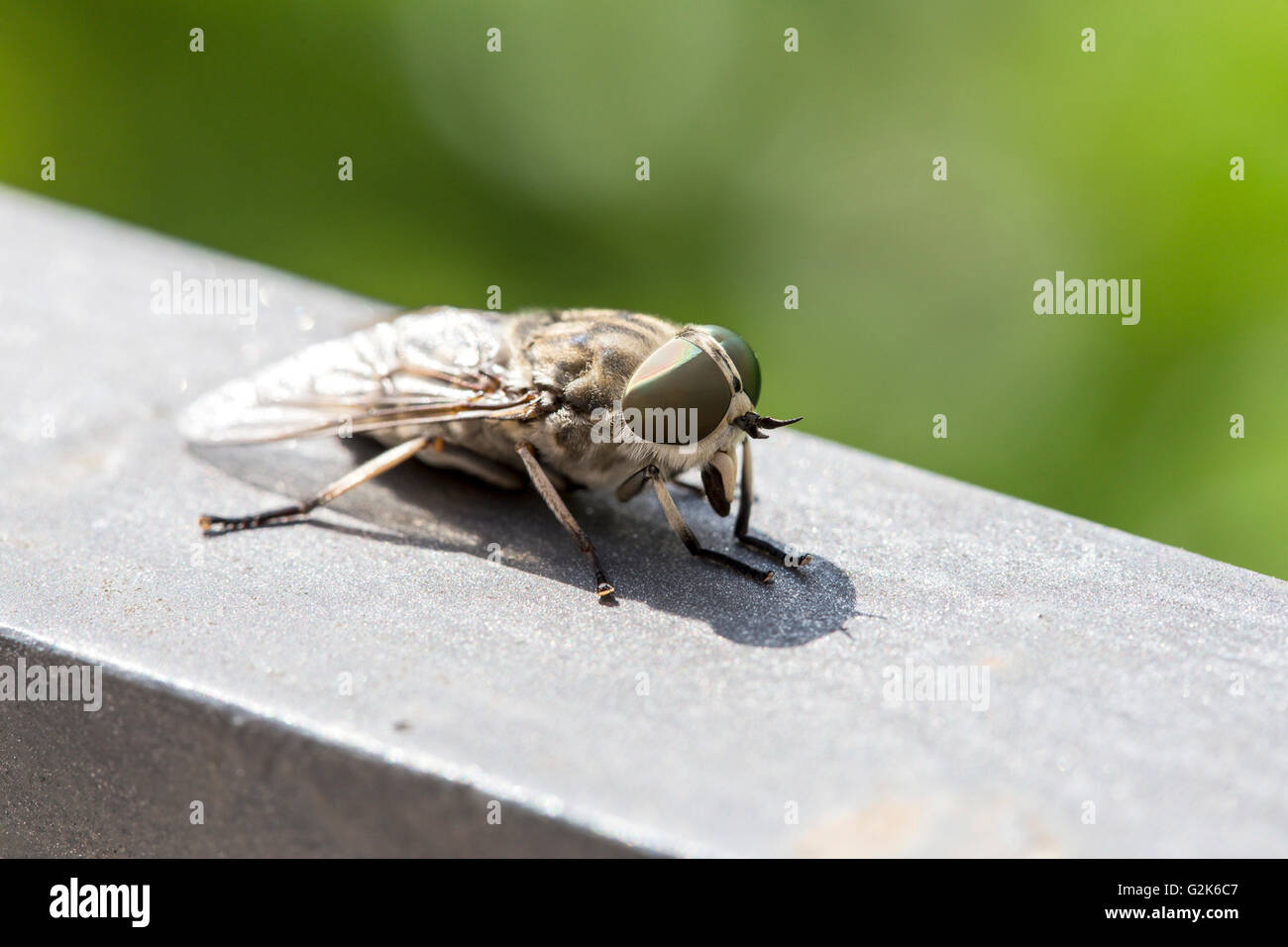 Macro view of a horsefly. Females females bite animals to obtain enough protein from blood to produce eggs Stock Photo