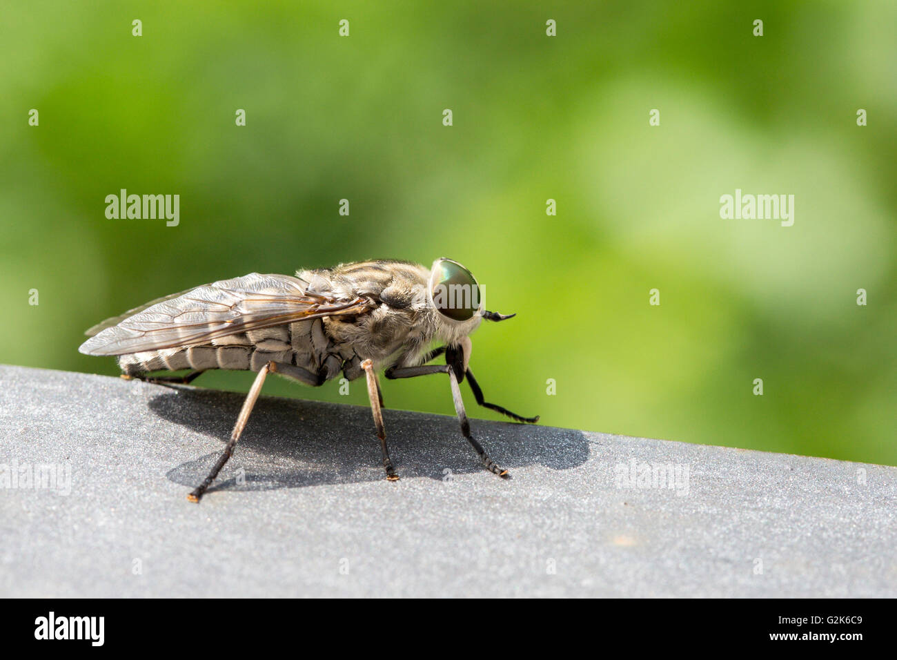 Macro view of a horsefly. Females can transfer blood-borne diseases from one animal to another through their feeding habit Stock Photo