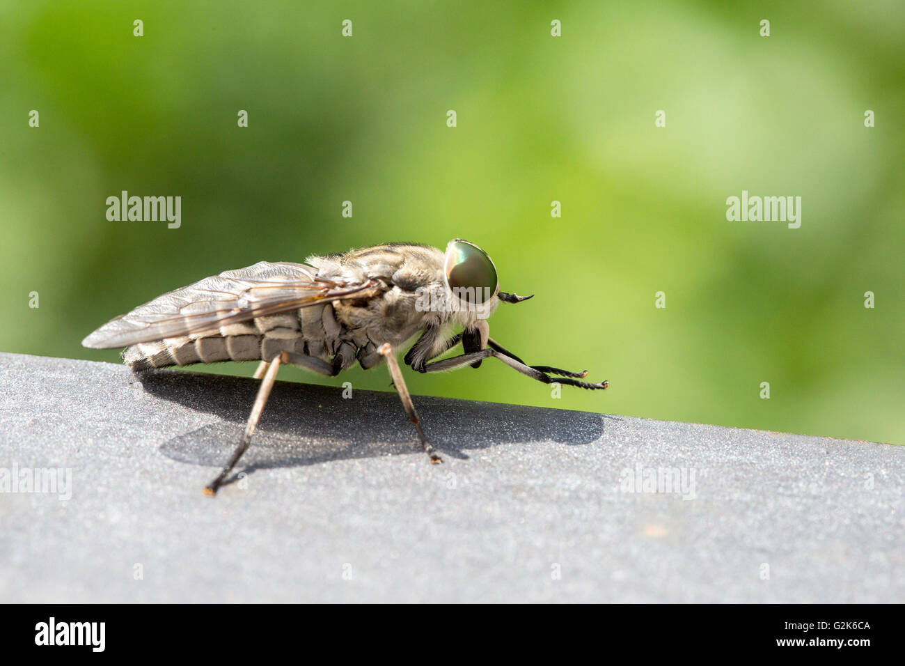 Macro view of a horsefly. These insects are often large and agile in flight, and the females bite animals, including humans, to Stock Photo