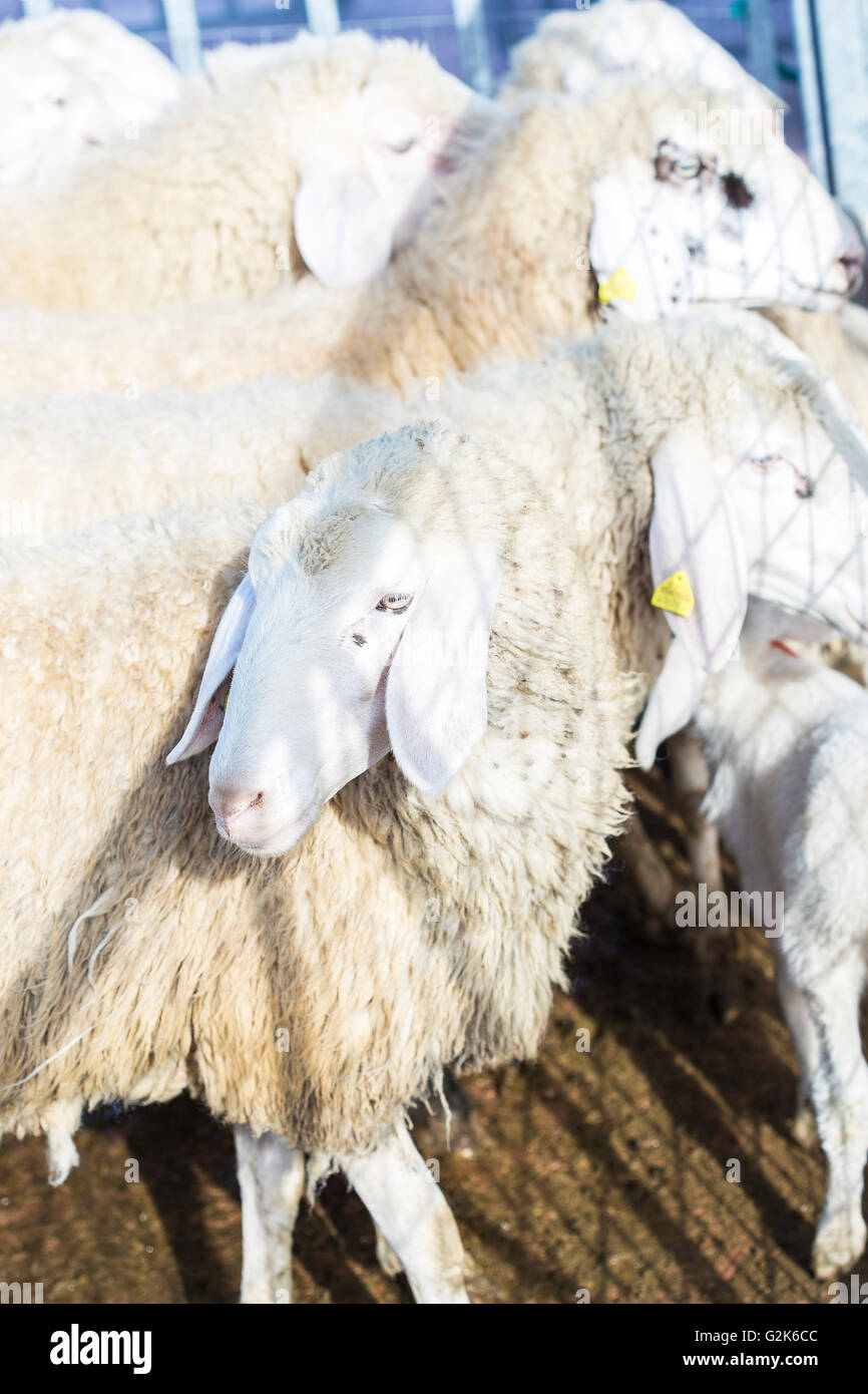 Sheepfold containing a flock of domestic sheeps, Ovis Aries Stock Photo