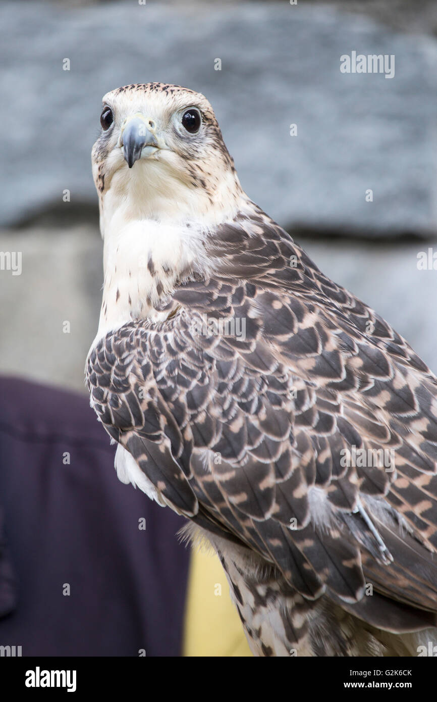 A saker falcon, Falco cherrug, looking at camera. This species breeds from eastern Europe eastwards across Asia to Manchuria Stock Photo