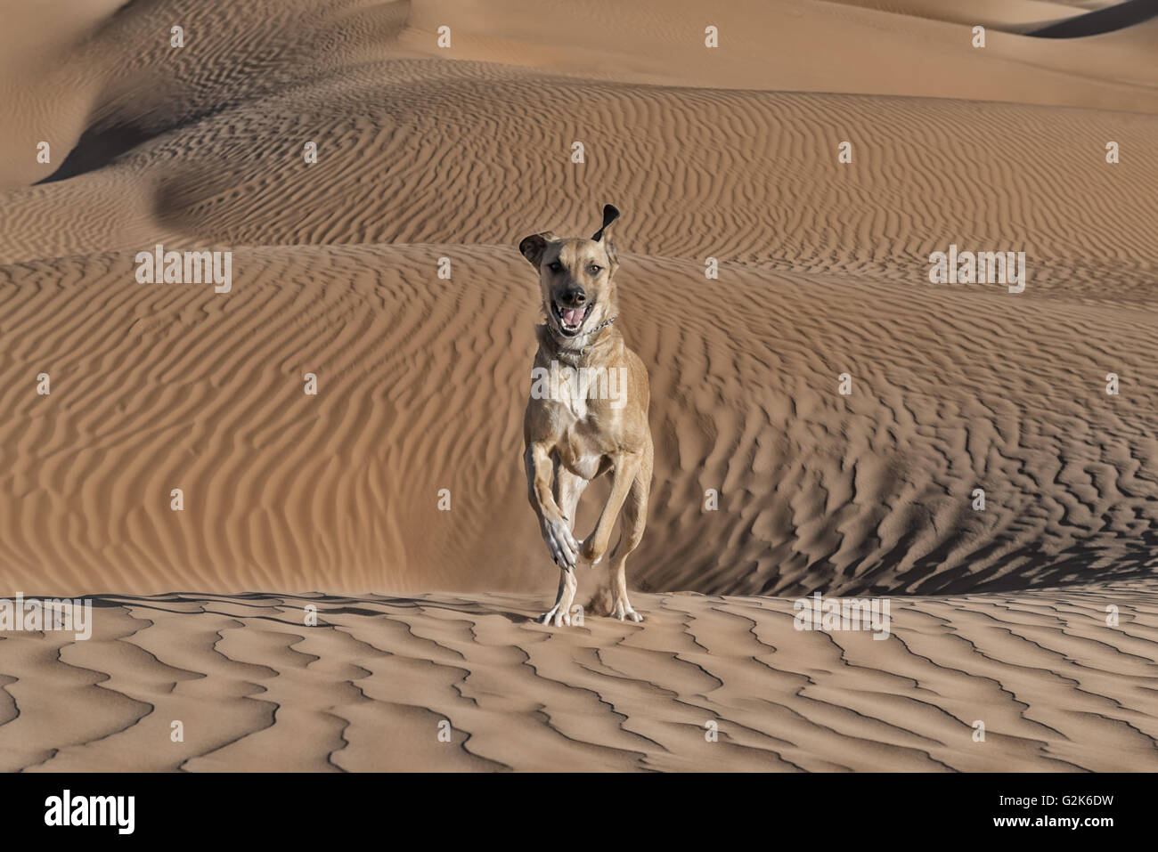 Happy dog running on sand dunes in the Sahara desert. Stock Photo