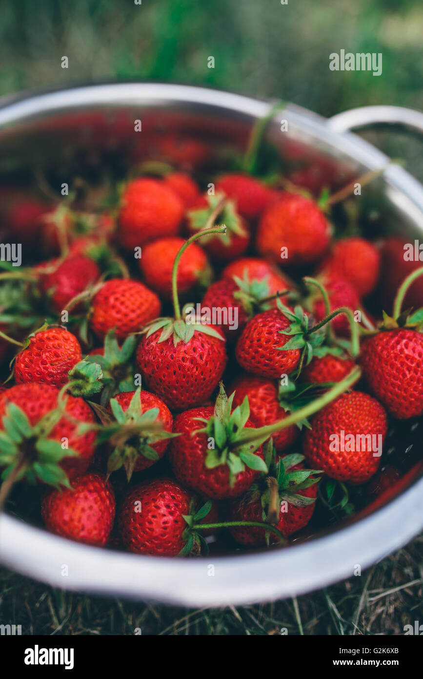 Bowl with freshly picked homegrown organic strawberries in garden ...