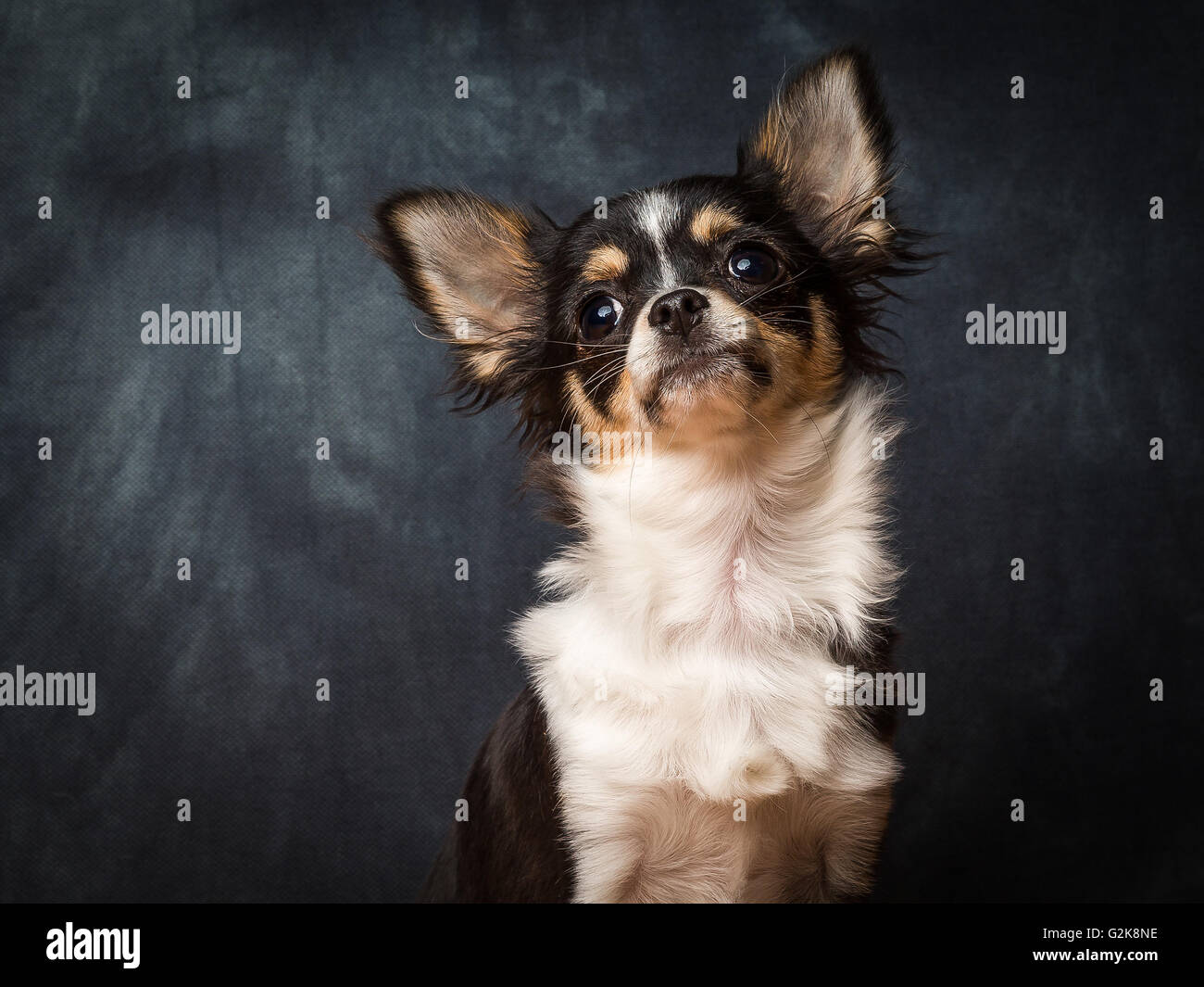 Minnie The Very Small Chihuahua In Front Of Grey Background Stock Photo