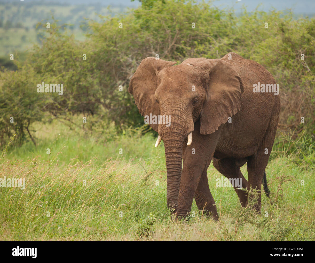 One species of African elephant, the bush elephant, is the largest living terrestrial animal, while the forest elephant is the t Stock Photo