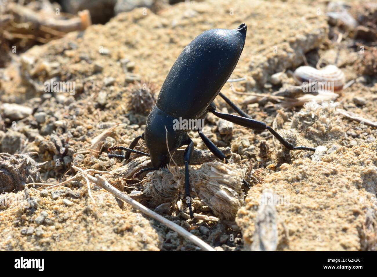 Darkling beetle performing defensive headstand. Insect in the family Tenebrionidae adoption