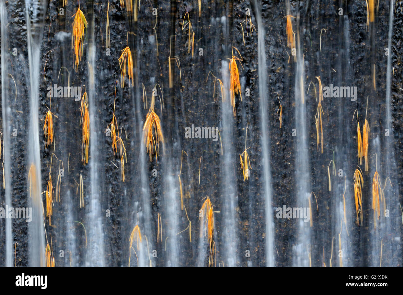 White pine needles caught in weir on Dryberry Creek, Near Sioux Narrows, Ontario, Canada Stock Photo