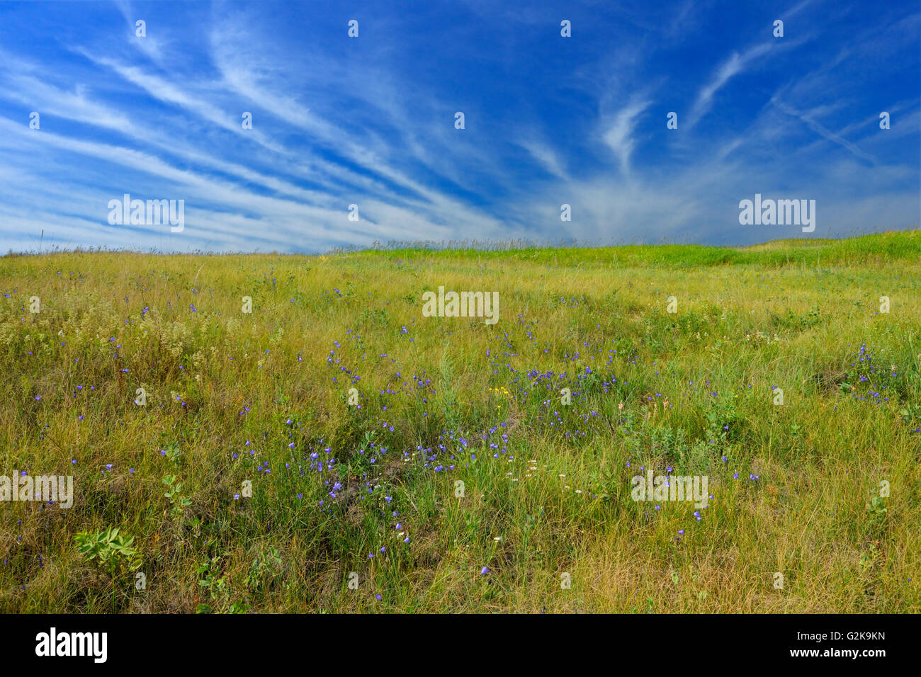 Harebells (Campanula rotundifolia) on a Prairie landscape Baljennie Saskatchewan Canada Stock Photo