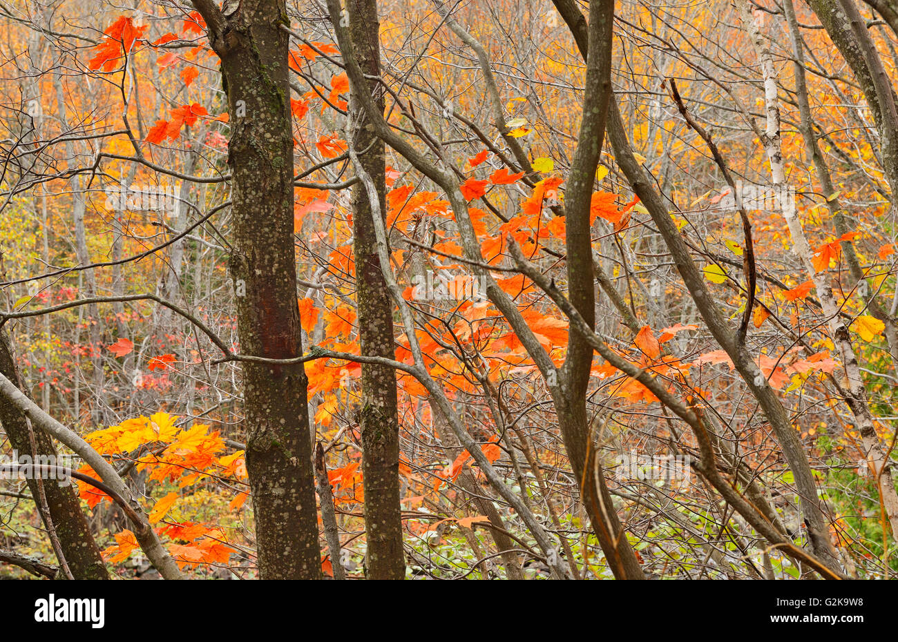 Hardwood trees in autumn colors Dorset Ontario Canada Stock Photo