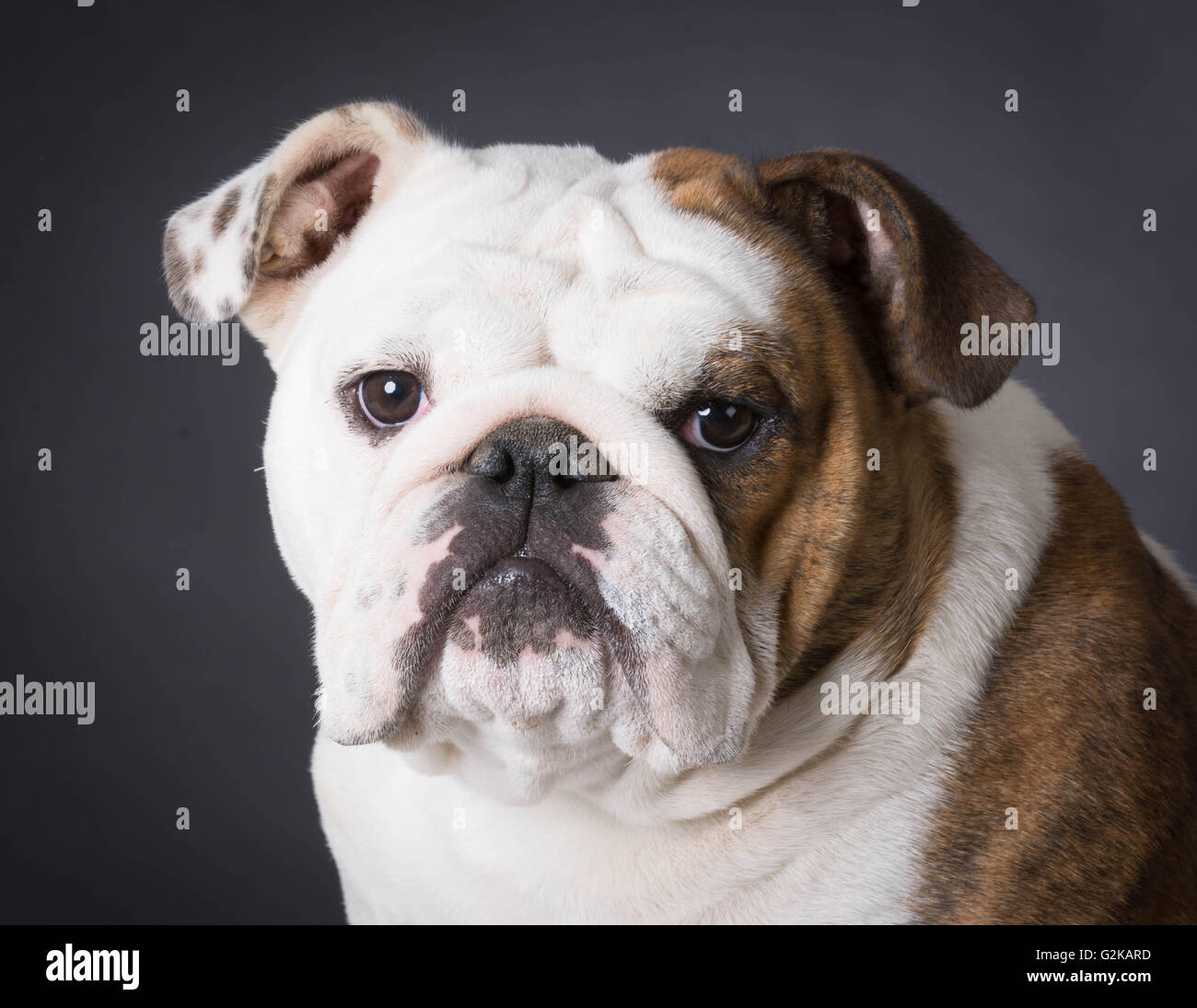 english bulldog portrait on black background Stock Photo - Alamy
