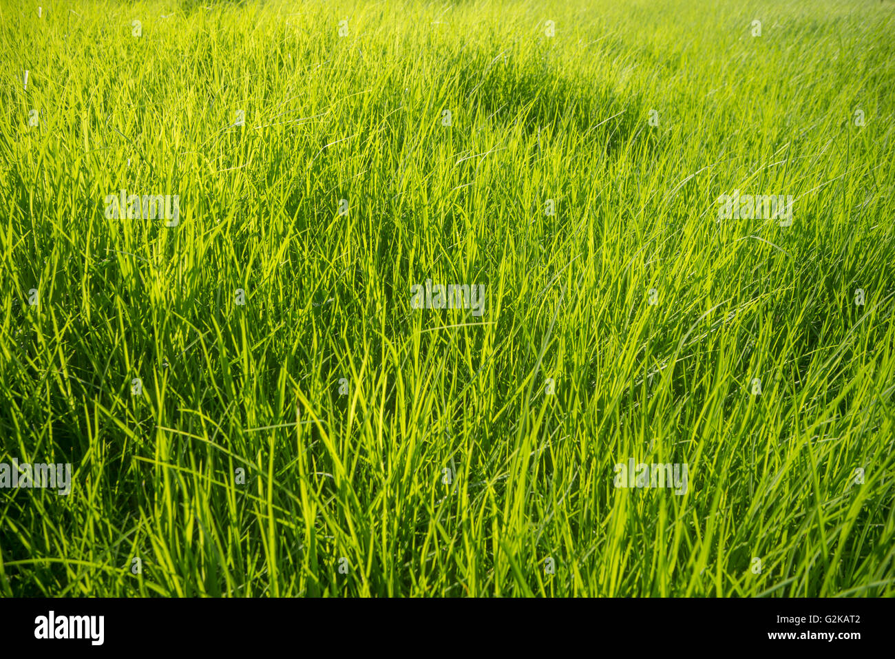 Green grass background Stock Photo - Alamy