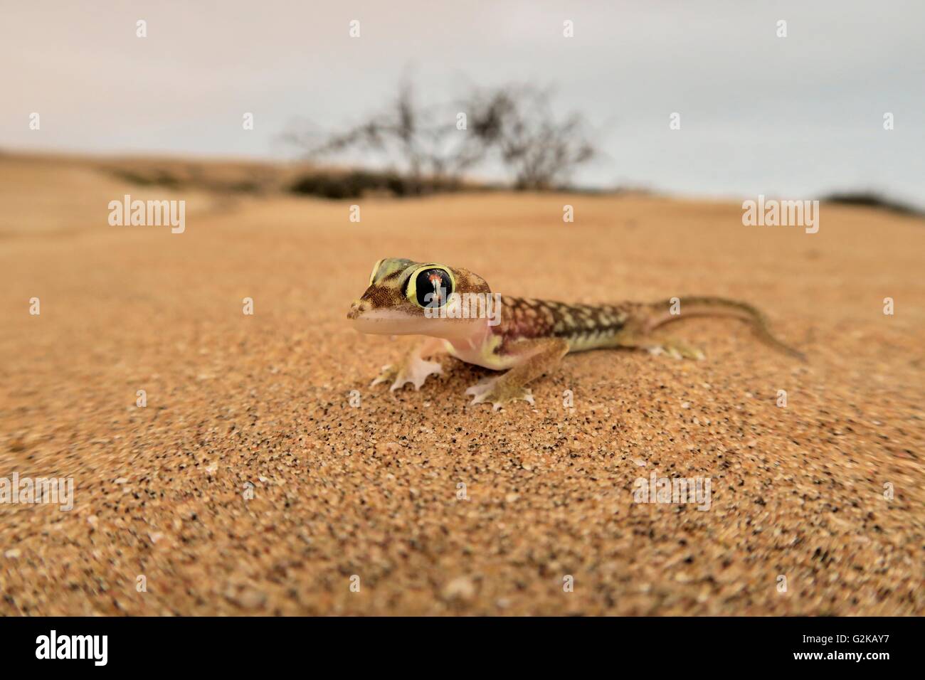 Namib gecko, namib sand gecko, web-footed gecko (Pachydactylus rangei), Namib Desert, Namibia Stock Photo
