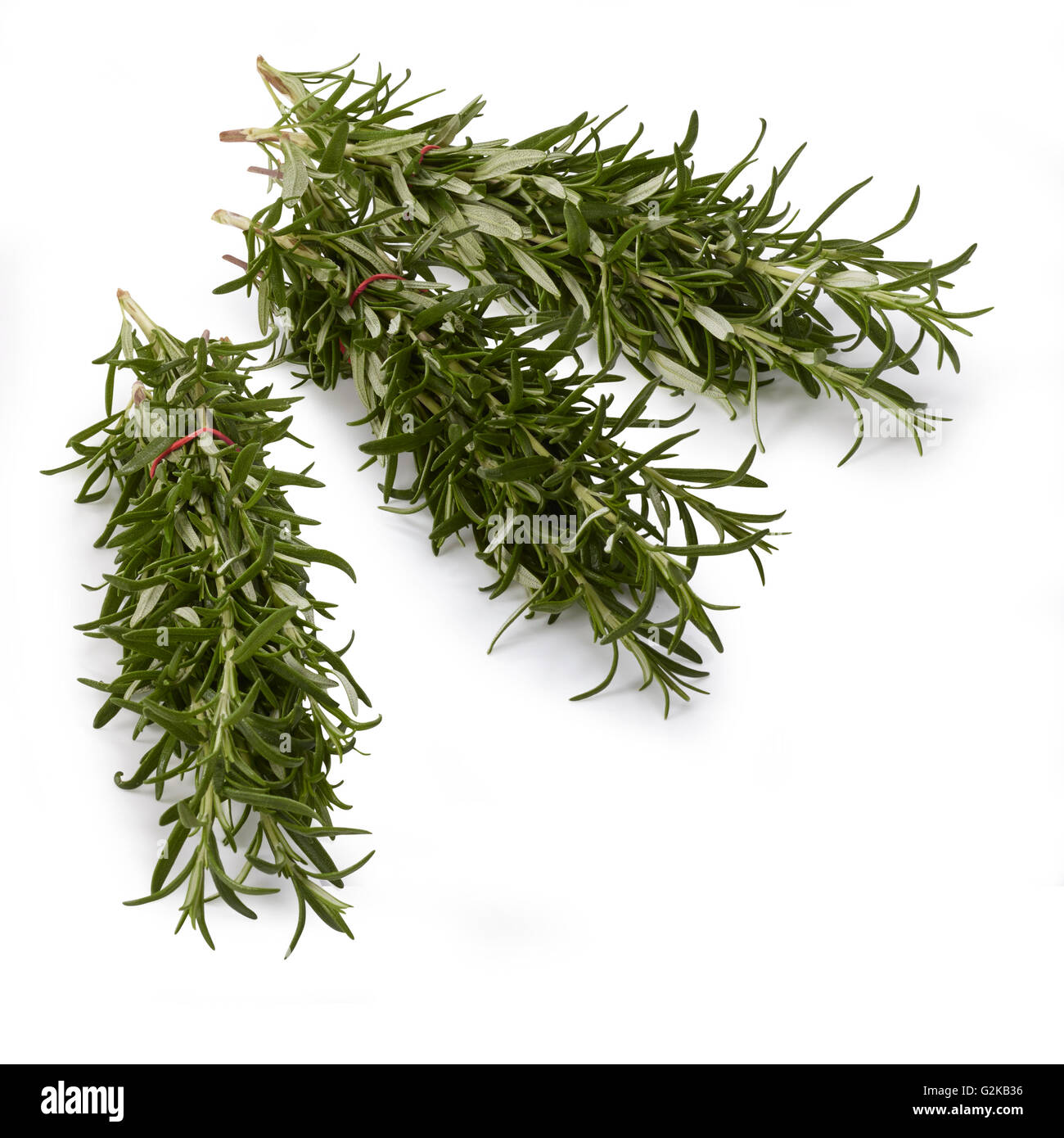 Bunches of rosemary (Rosmarinus officinalis), white background Stock