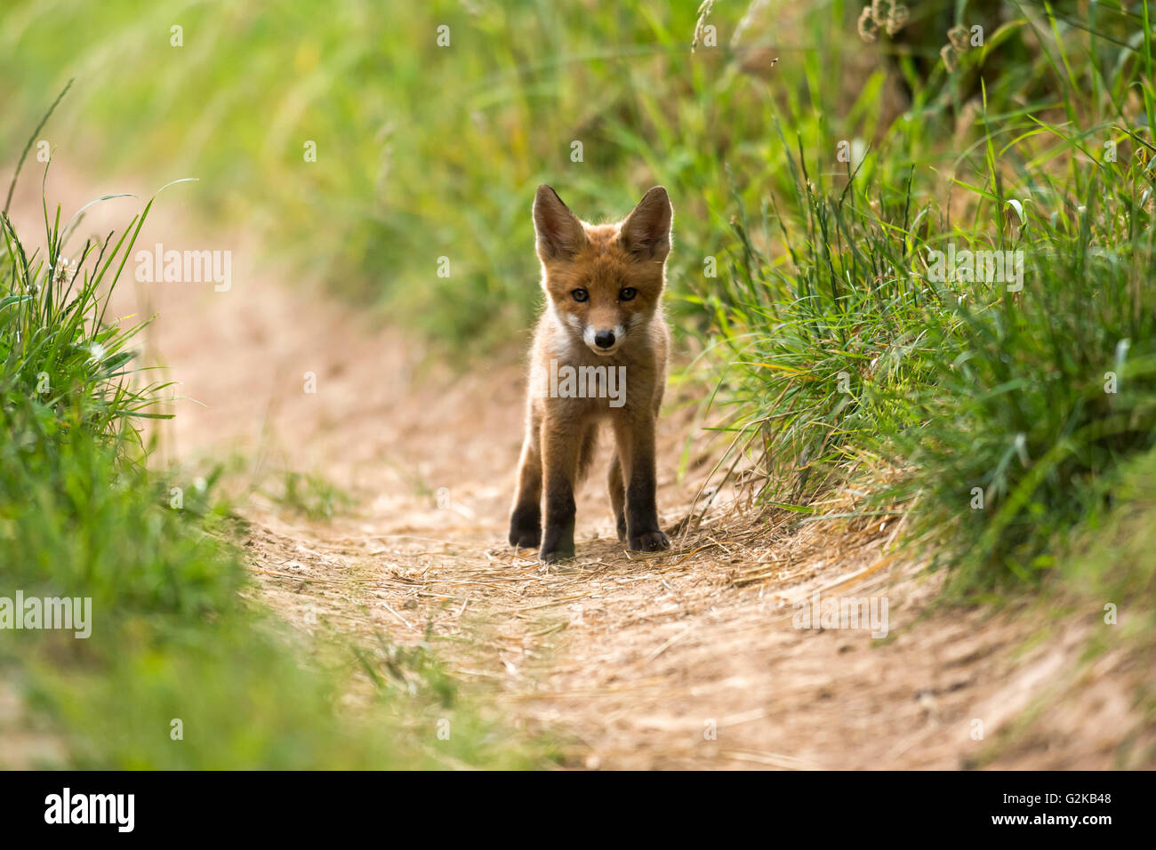 Young red fox (Vulpes vulpes) standing on path, Young Animal, Puppy, Baden-Württemberg, Germany Stock Photo