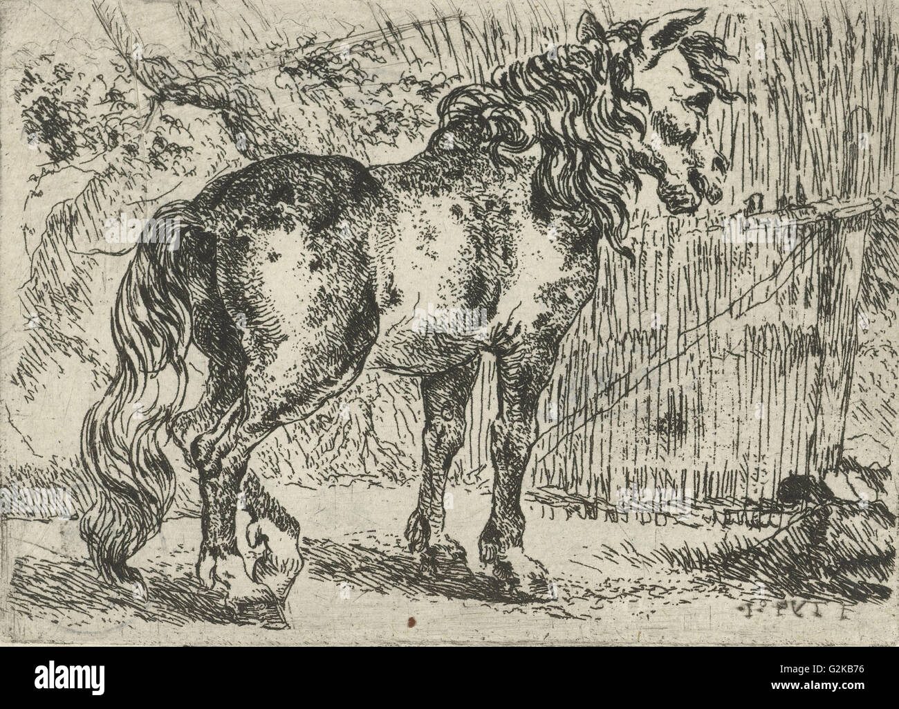 Horse, Jan Fijt, c. 1621 - 1661 Stock Photo