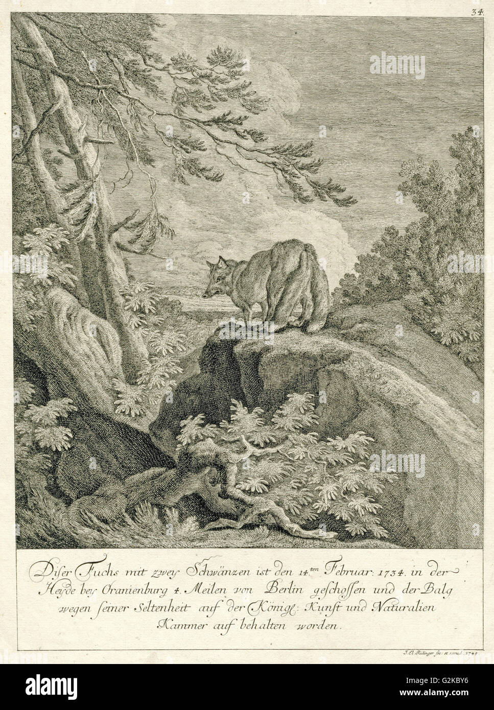 Gravure Originale 18ème Siècle De Johann Elias Ridinger - Piège à Blaireau, Encadrée