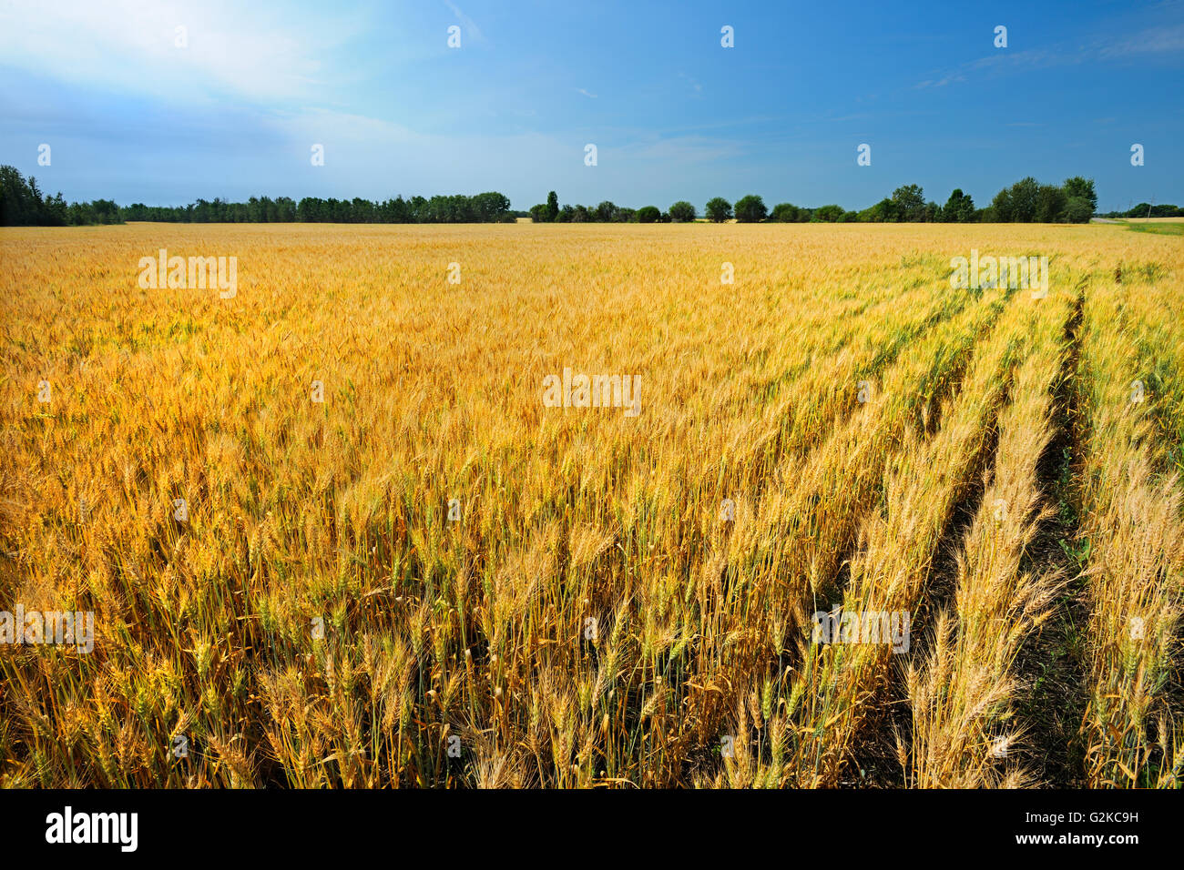 Barley crop Near Grassland Alberta Canada Stock Photo Alamy