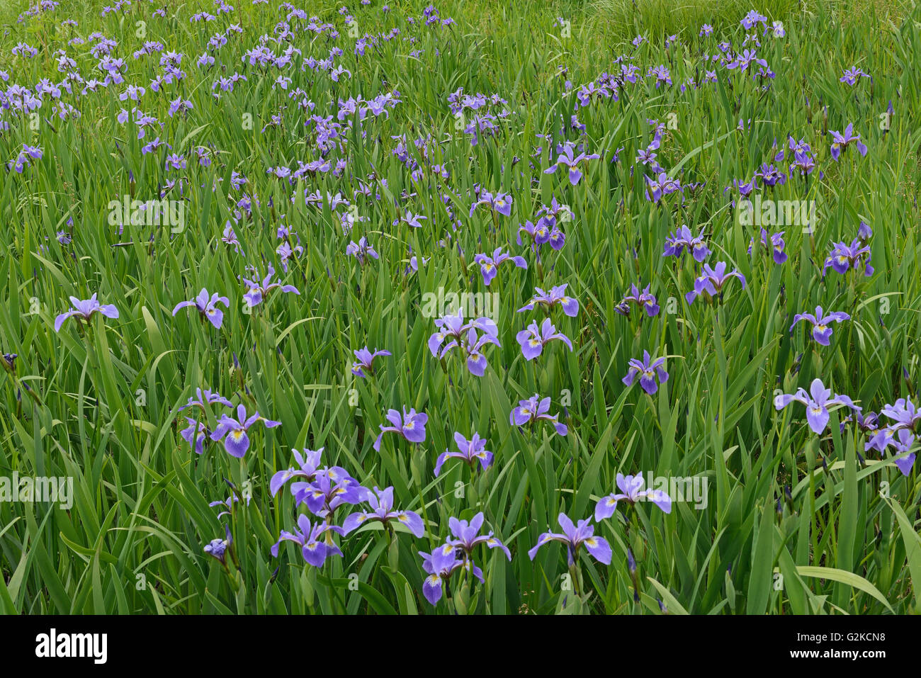 57+ Iris Versicolor Teich, Die gelben wasseriris wachsen bei mir